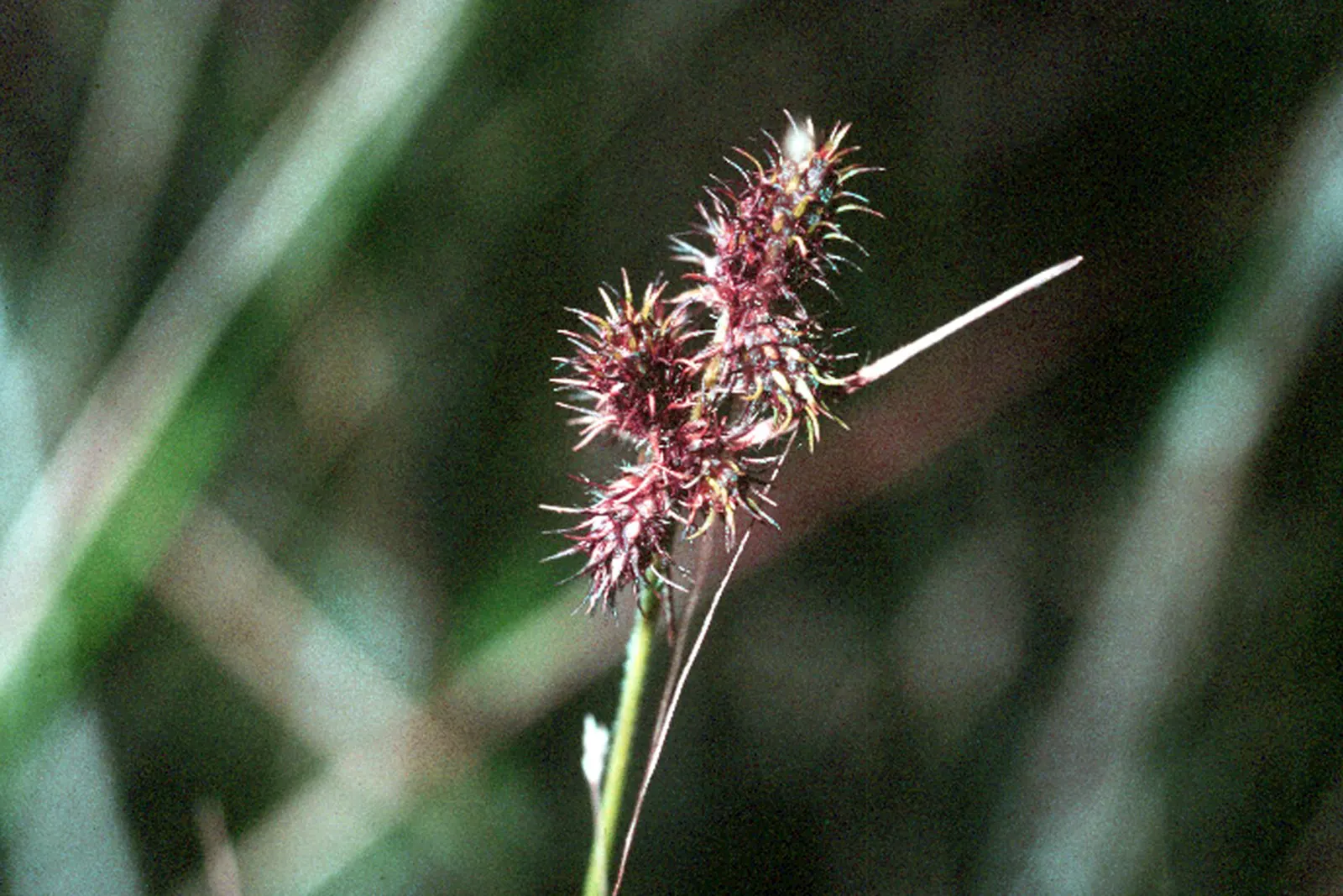 Umbrella Plant, Umbrella Flatsedge (Cyperus Alternifolius) — can be utilized as an accent or centerpiece due to its unique form.<br><br>For the client's garden