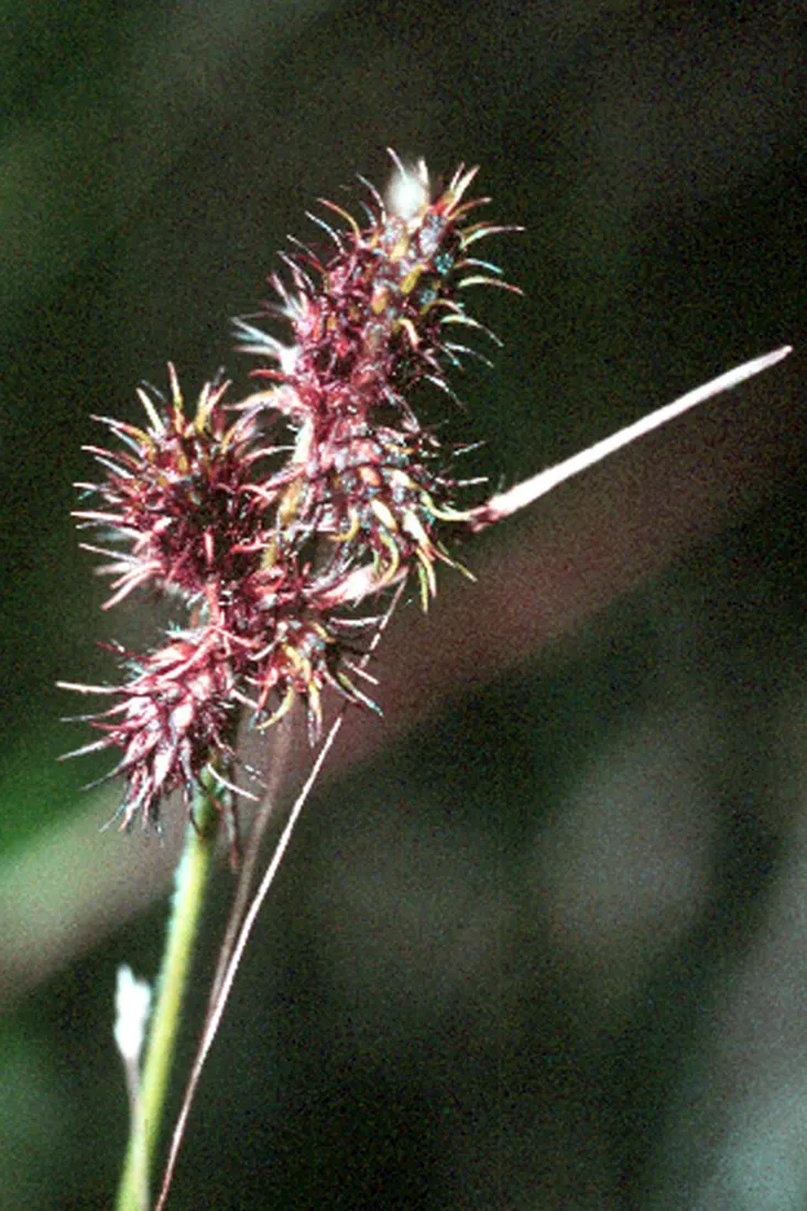 Umbrella Plant, Umbrella Flatsedge (Cyperus Alternifolius) — it's important to allocate space for this species