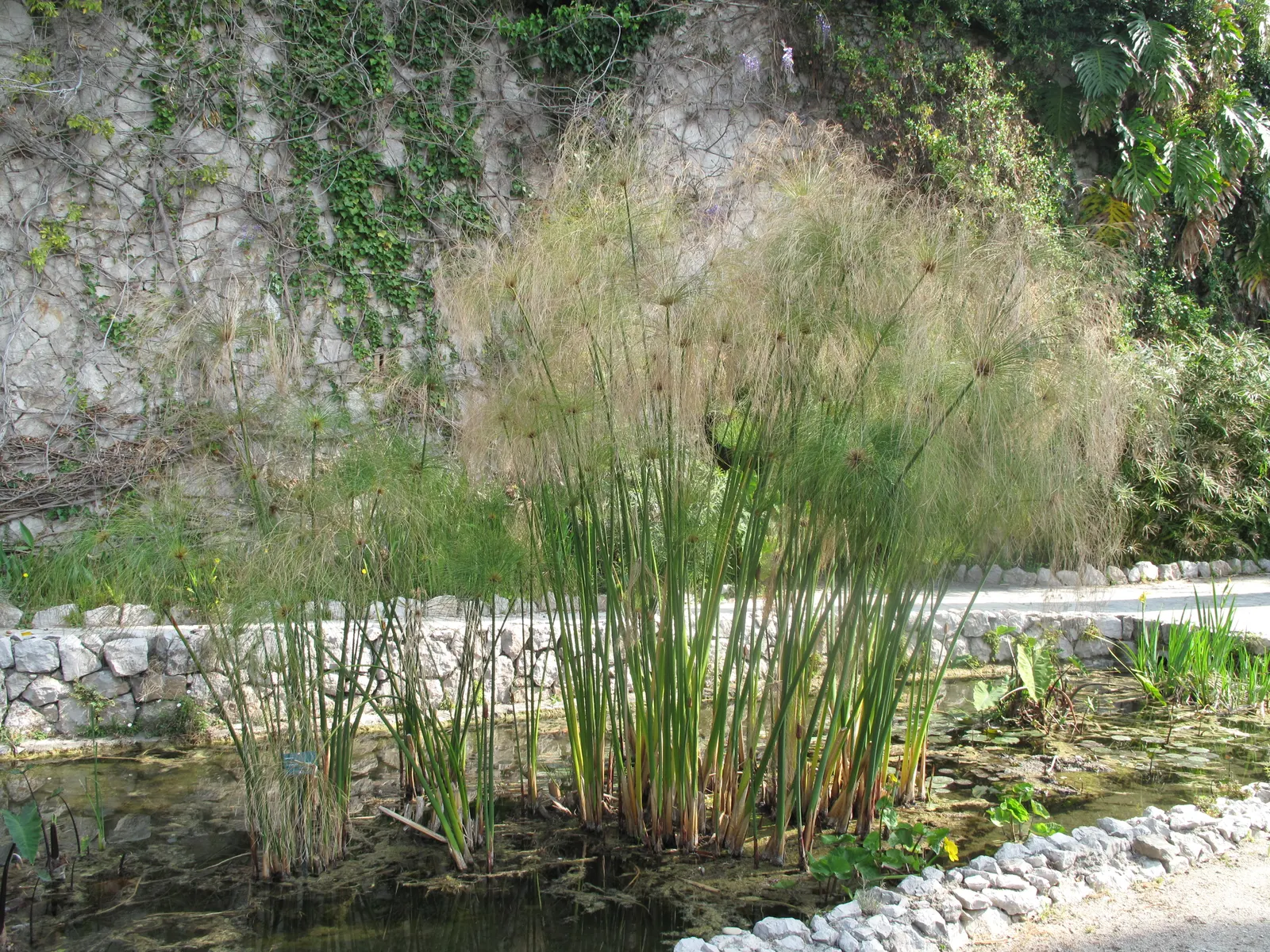 Umbrella Plant, Umbrella Flatsedge (Cyperus Alternifolius) — creating the plant's umbrella-like appearance.<br><br>Native to Madagascar; it's a, image 74