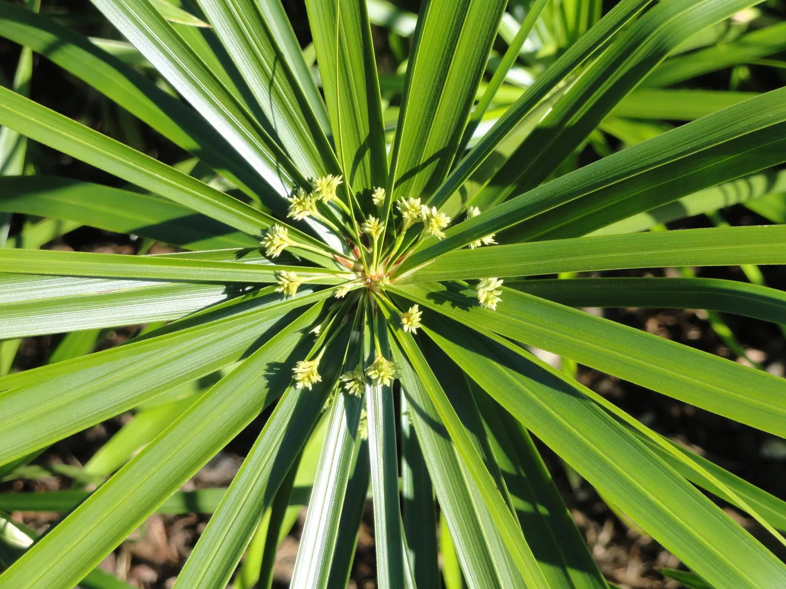 Umbrella Plant, Umbrella Flatsedge (Cyperus Alternifolius) — makes it an ideal choice for anyone seeking a tropical flair in their landscape, image 85