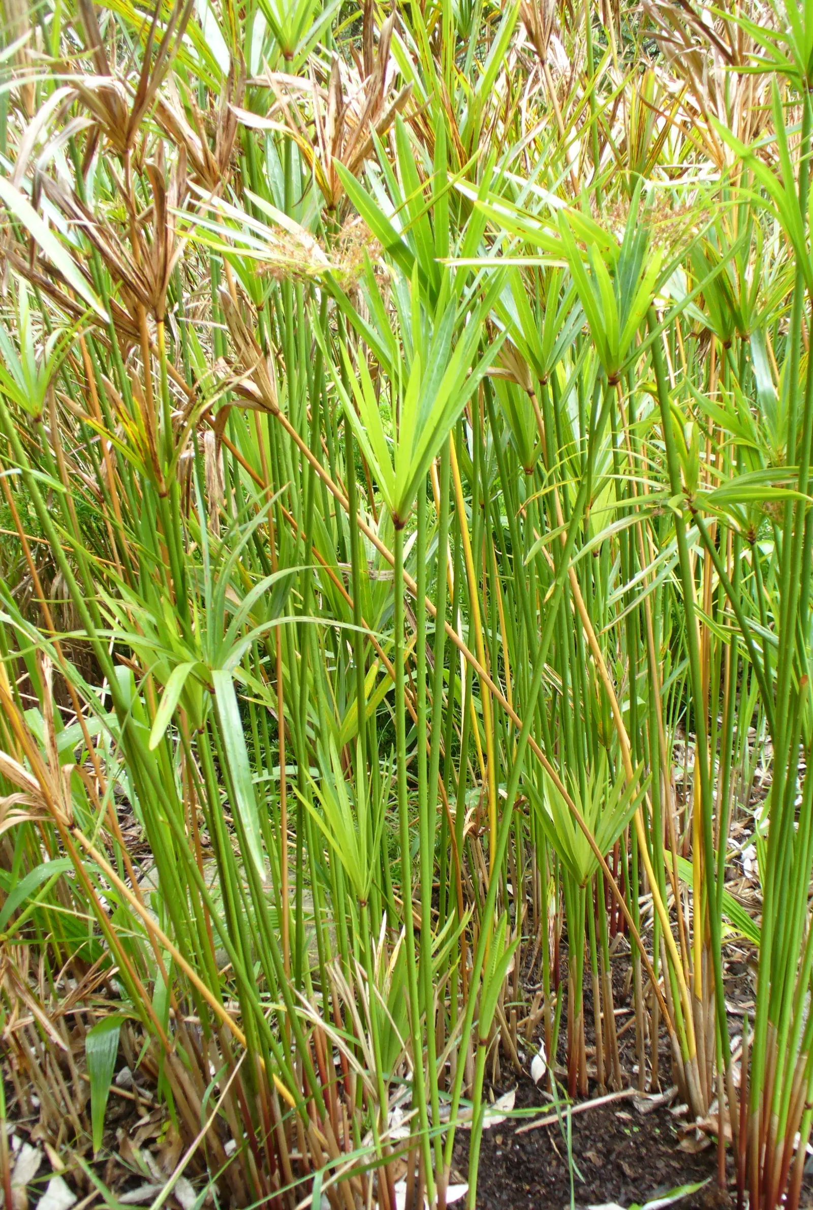 Umbrella Plant, Umbrella Flatsedge (Cyperus Alternifolius) — The Umbrella Plant is often planted near water features