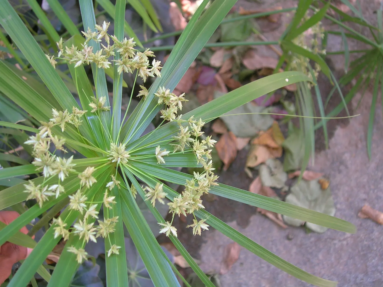 Umbrella Plant, Umbrella Flatsedge (Cyperus Alternifolius) — It prefers full sun to partial shade with a tolerance for a variety of soil types; as, image 76