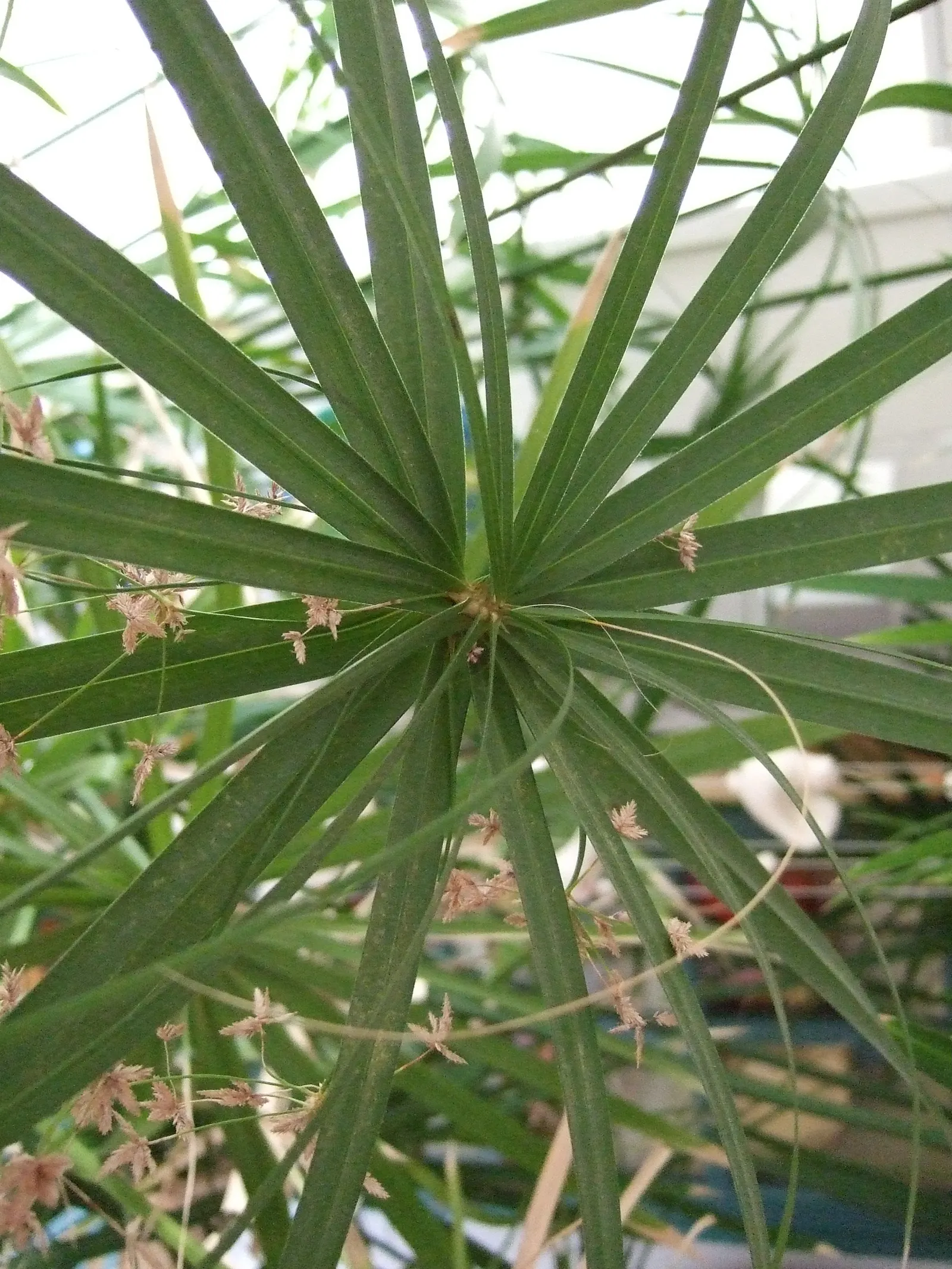 Umbrella Plant, Umbrella Flatsedge (Cyperus Alternifolius) — so thoughtful placement and potential containment measures should be considered; also, image 87