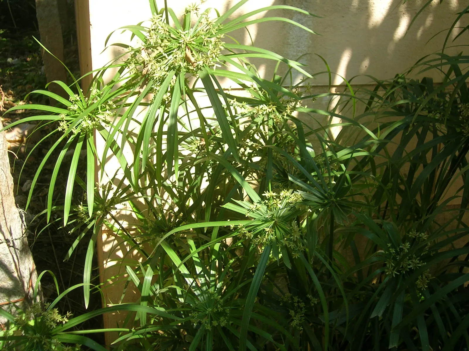 Umbrella Plant, Umbrella Flatsedge (Cyperus Alternifolius) — Cyperus alternifolius thrives in warmer climates; erect stems of the Umbrella Plant, image 75