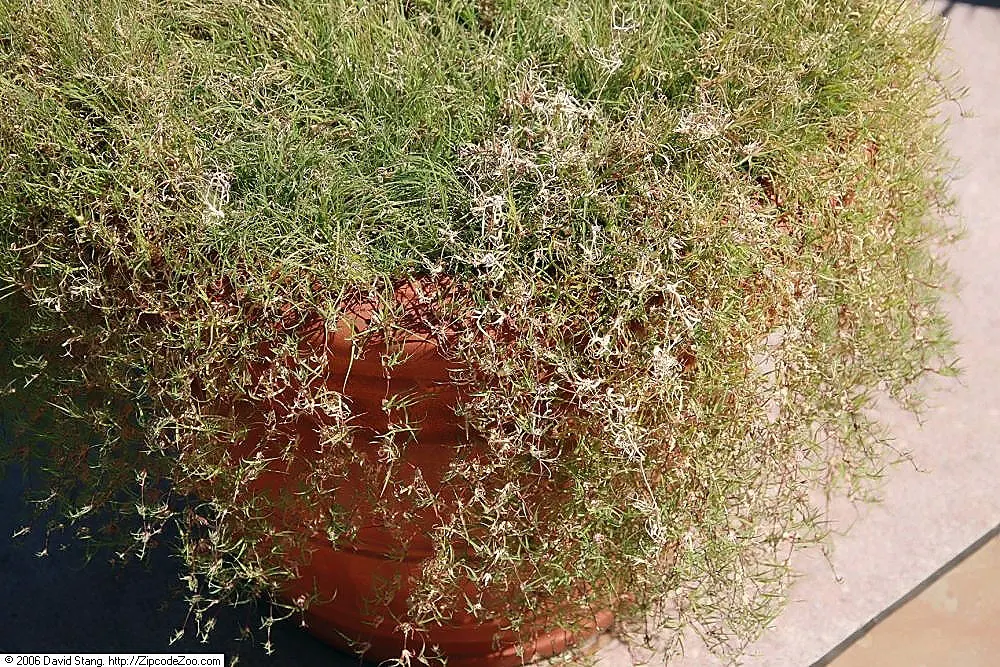 Buffalo Grass (Buchloe Dactyloides) — Buffalo grass (Buchloe dactyloides) is a North American native, prized for its low maintenance and durability