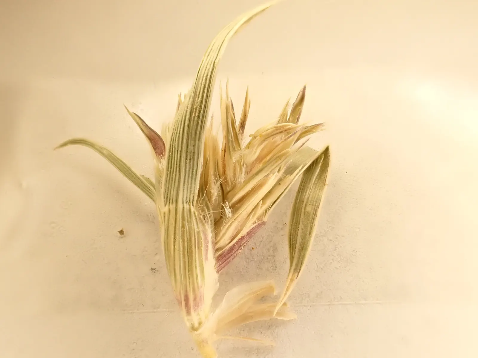 Buffalo Grass (Buchloe Dactyloides) — Remarkably drought-tolerant