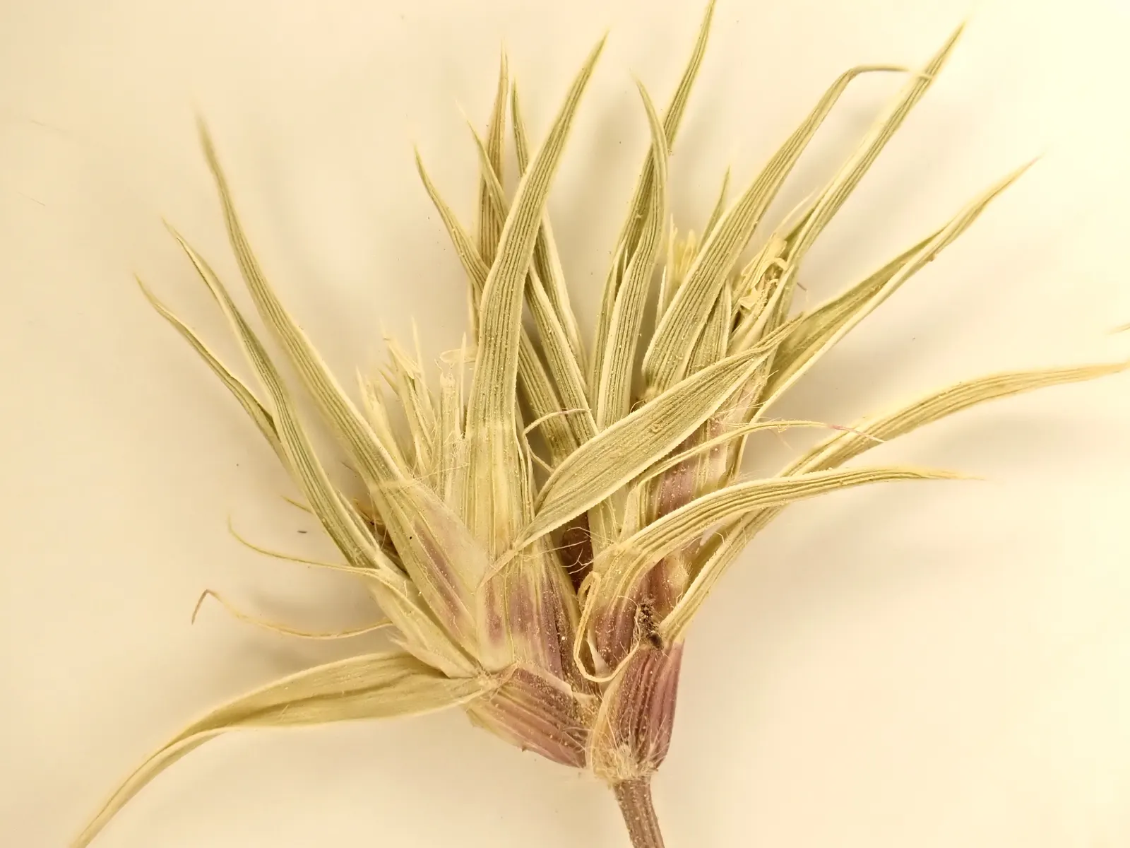 Buffalo Grass (Buchloe Dactyloides) — It's drought tolerant, requiring minimal watering, and is resistant to most pests