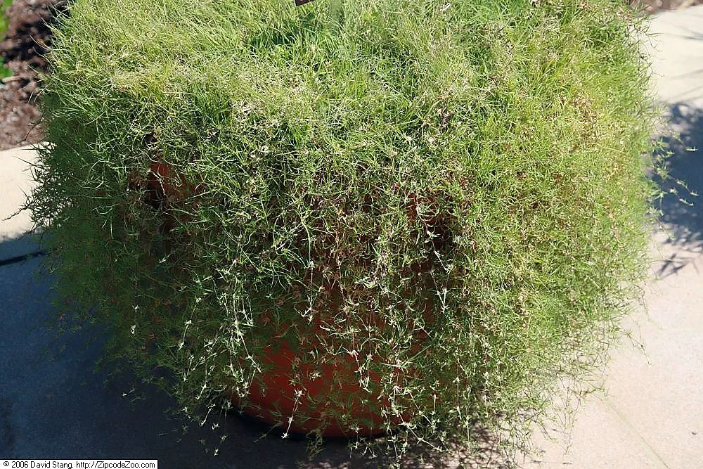 Buffalo Grass (Buchloe Dactyloides) — Buffalo Grass demands minimal watering
