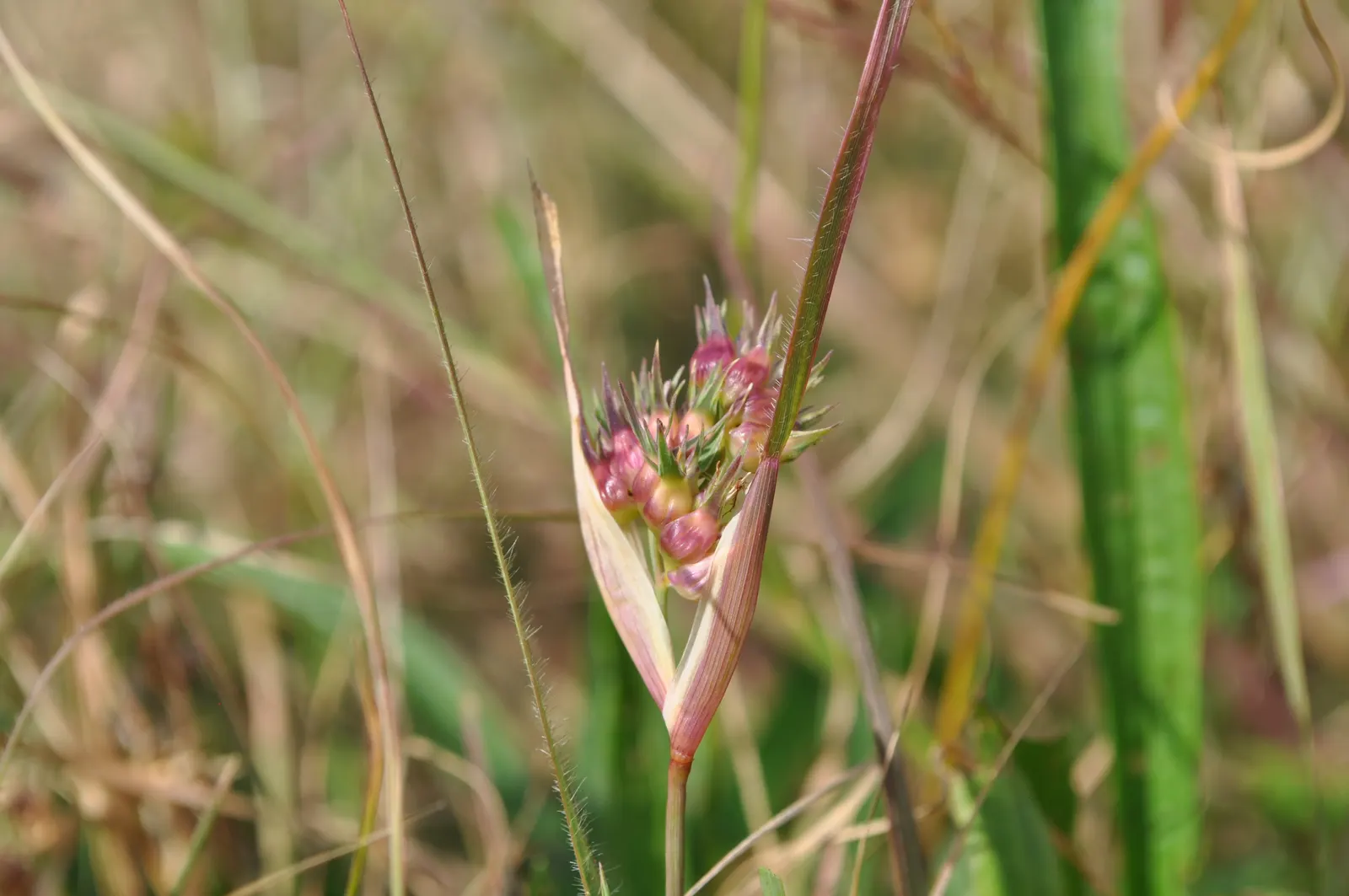 Buffalo Grass (Buchloe Dactyloides) — usually needing only 1 to 1.5 inches of water per week
