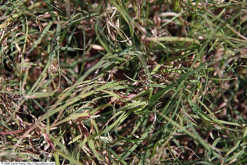 Buffalo Grass (Buchloe Dactyloides) — This warm-season perennial
