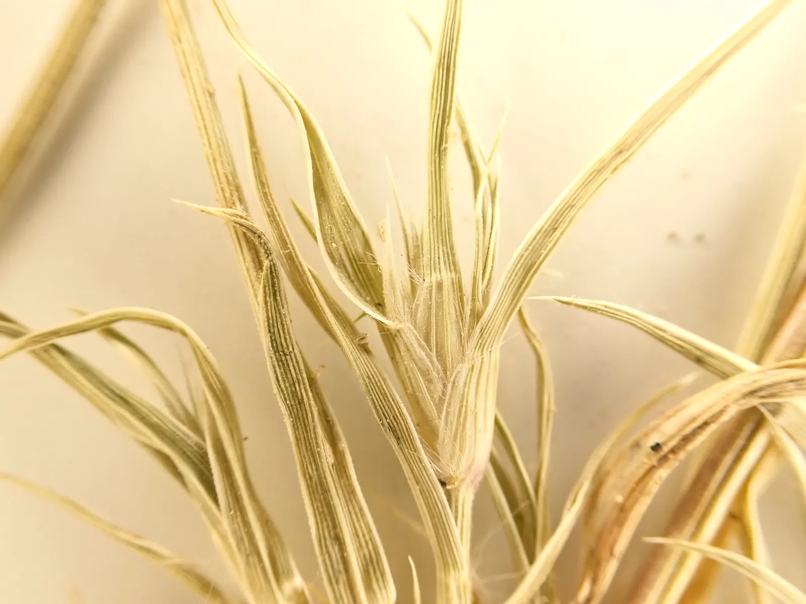Buffalo Grass (Buchloe Dactyloides) — Ideal for hardy, eco-friendly lawns with less frequent mowing, this grass adapts to a wide range of soil types