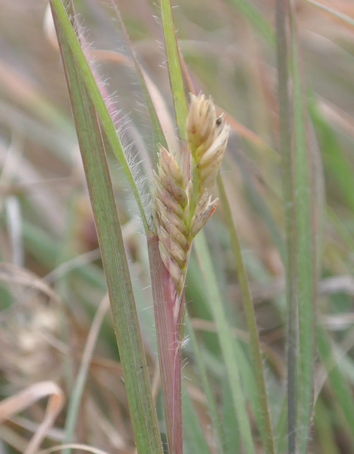 Buffalo Grass (Buchloe Dactyloides) — providing a fine-textured
