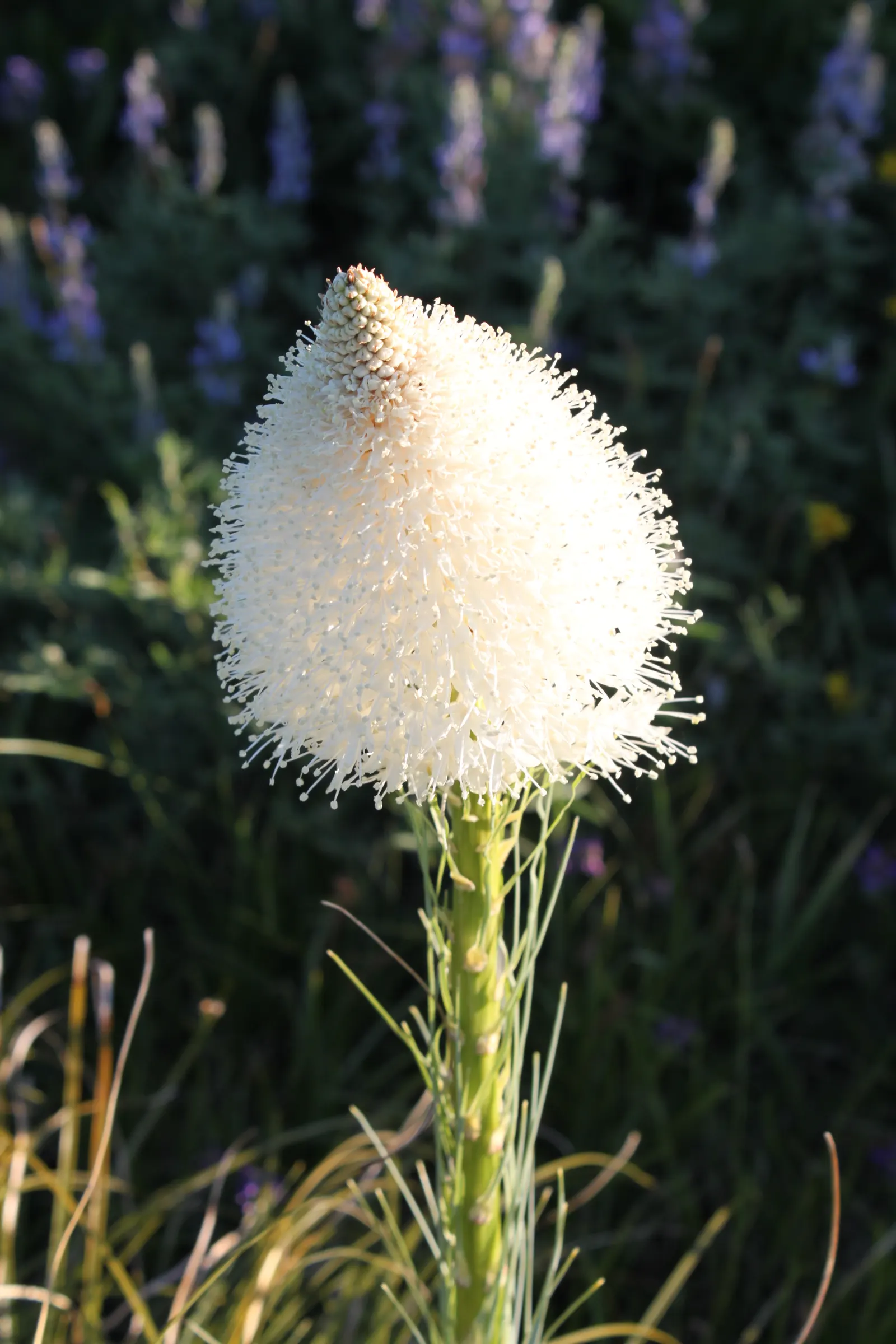 Buffalo Grass (Buchloe Dactyloides) — native turf grass well-suited to establishing a low-maintenance lawn in North America