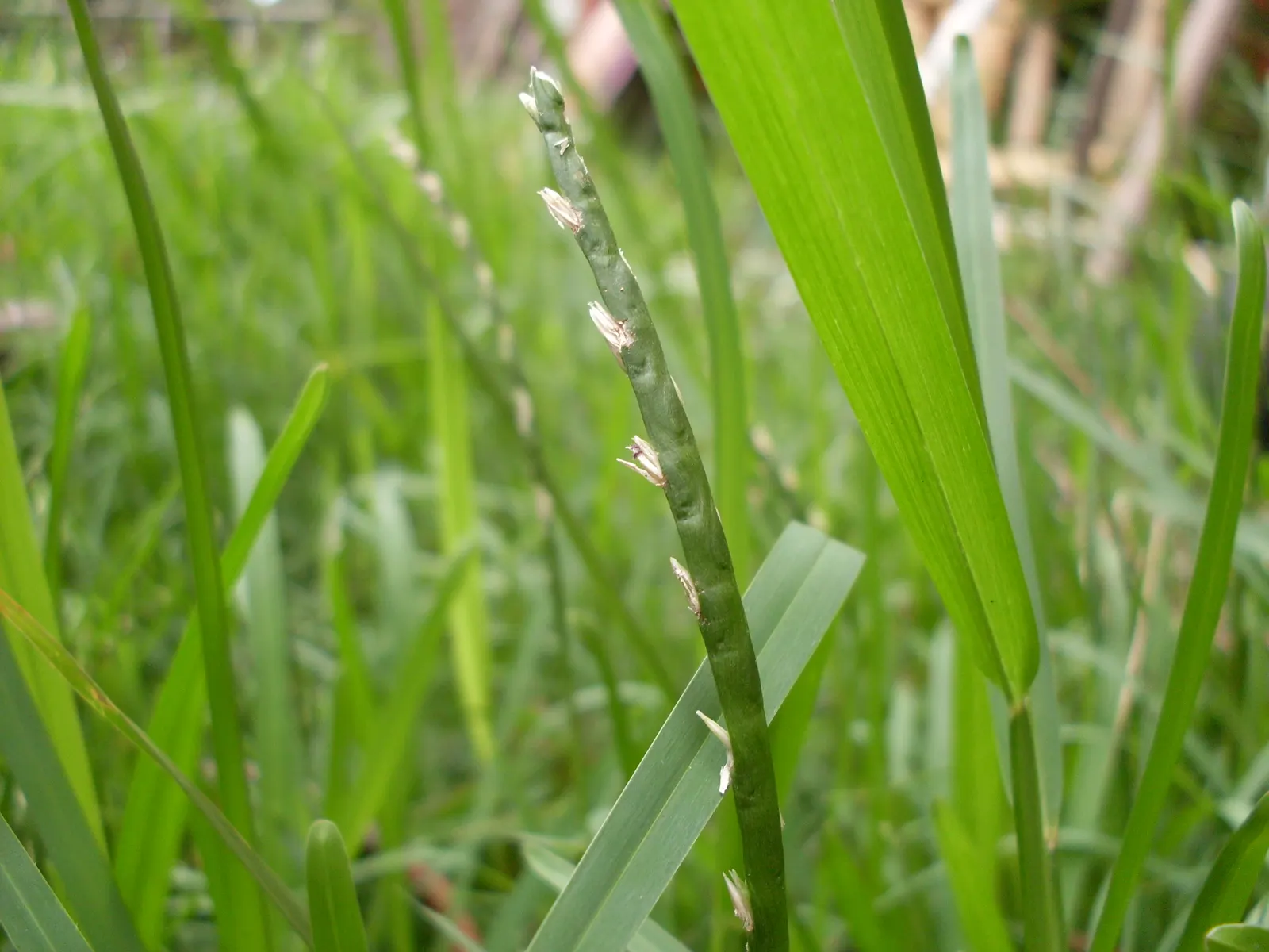 Buffalo Grass (Buchloe Dactyloides) — although it prefers well-drained conditions
