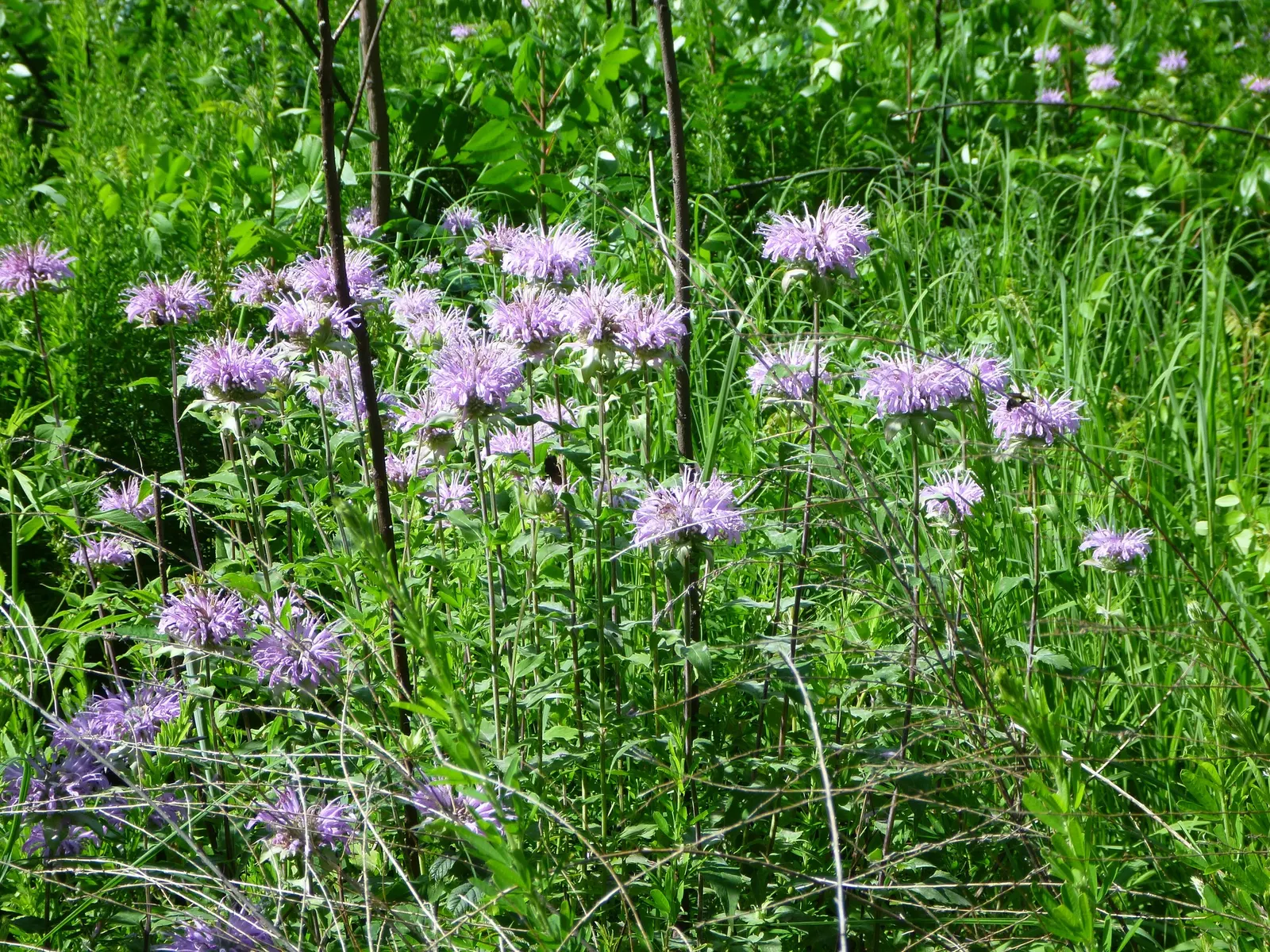 Buffalo Grass (Buchloe Dactyloides) — soft texture and a unique bluish-green hue - a distinguished color palette for any garden design