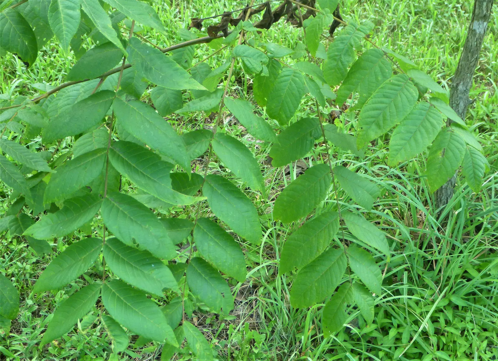 Buffalo Grass (Buchloe Dactyloides) — particularly favored for its resilience and adaptability