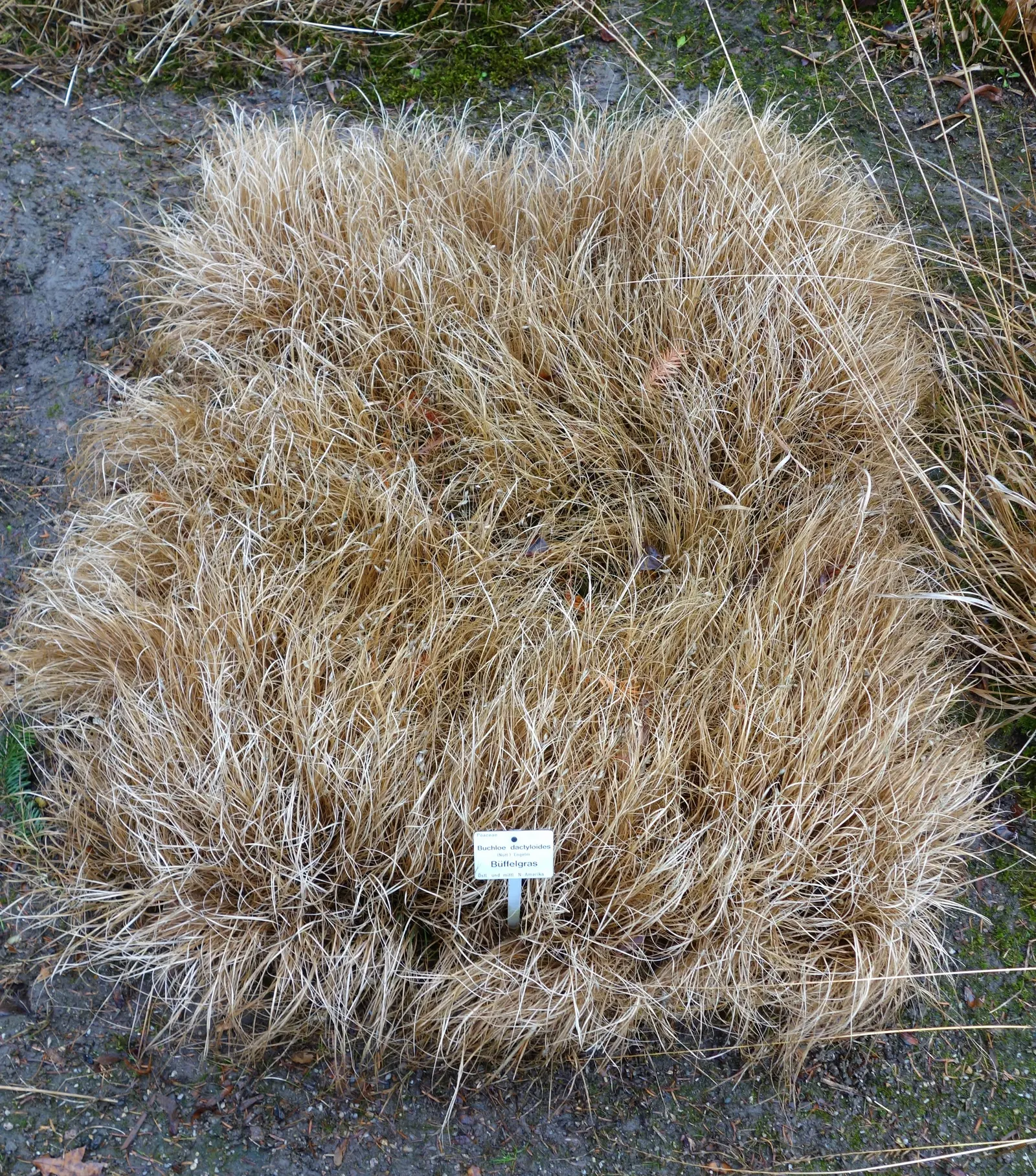 Buffalo Grass (Buchloe Dactyloides) — <br><br>With a typical height of only 4 to 6 inches