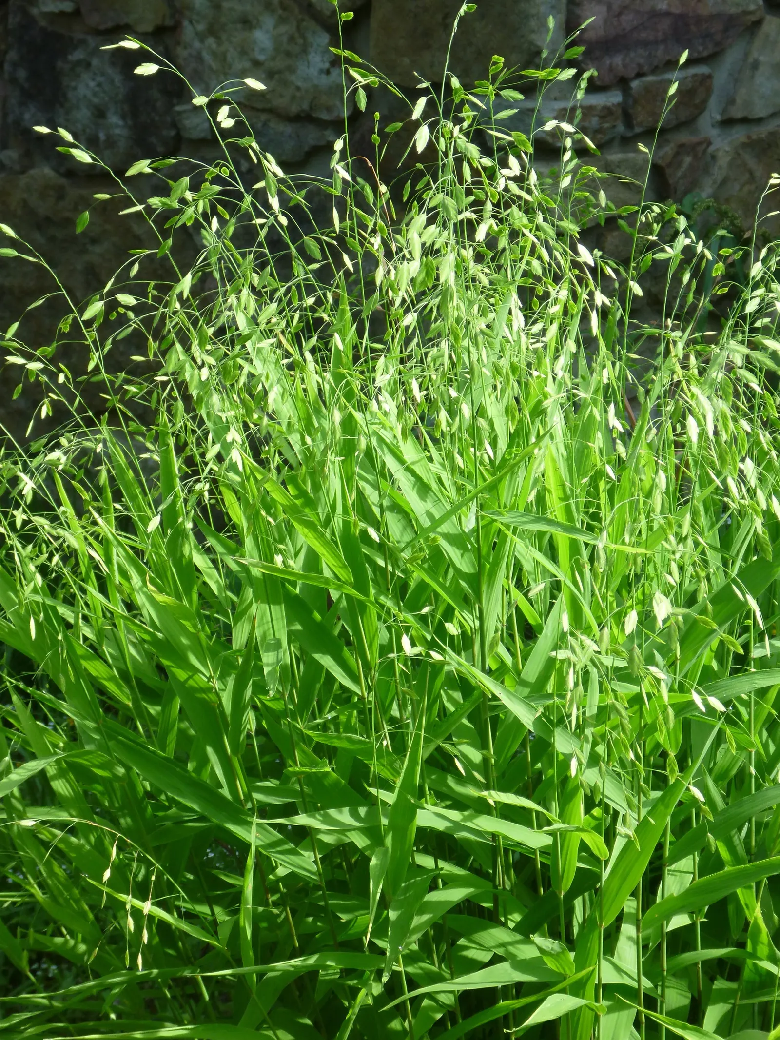 Buffalo Grass (Buchloe Dactyloides) — Buffalo Grass seldom requires mowing