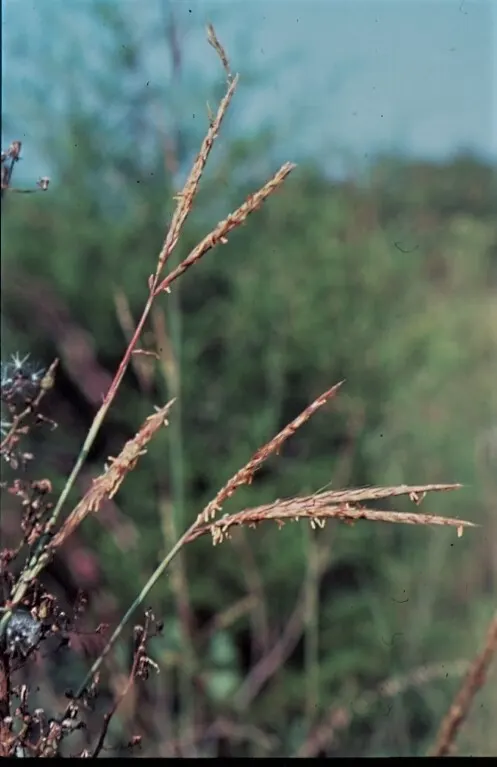 Buffalo Grass (Buchloe Dactyloides) — a considerable advantage for clients seeking a sustainable