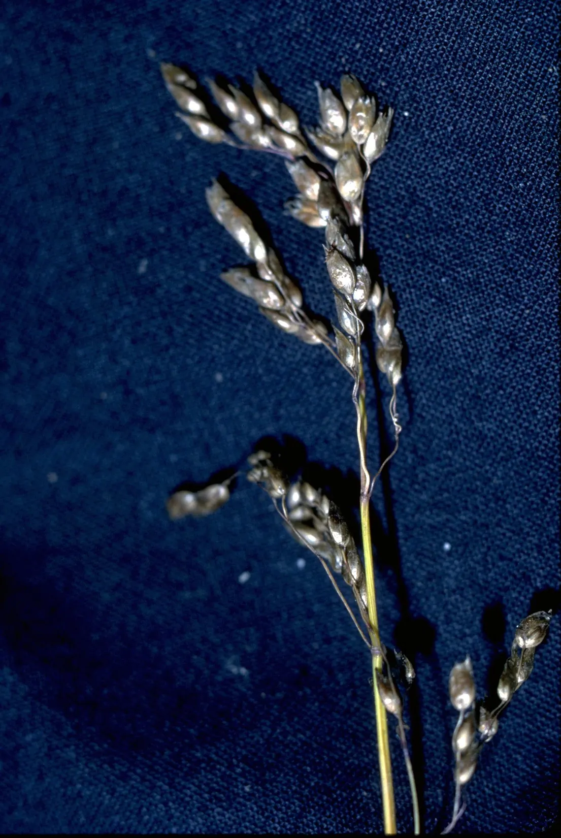 Buffalo Grass (Buchloe Dactyloides) — which are above-ground runners
