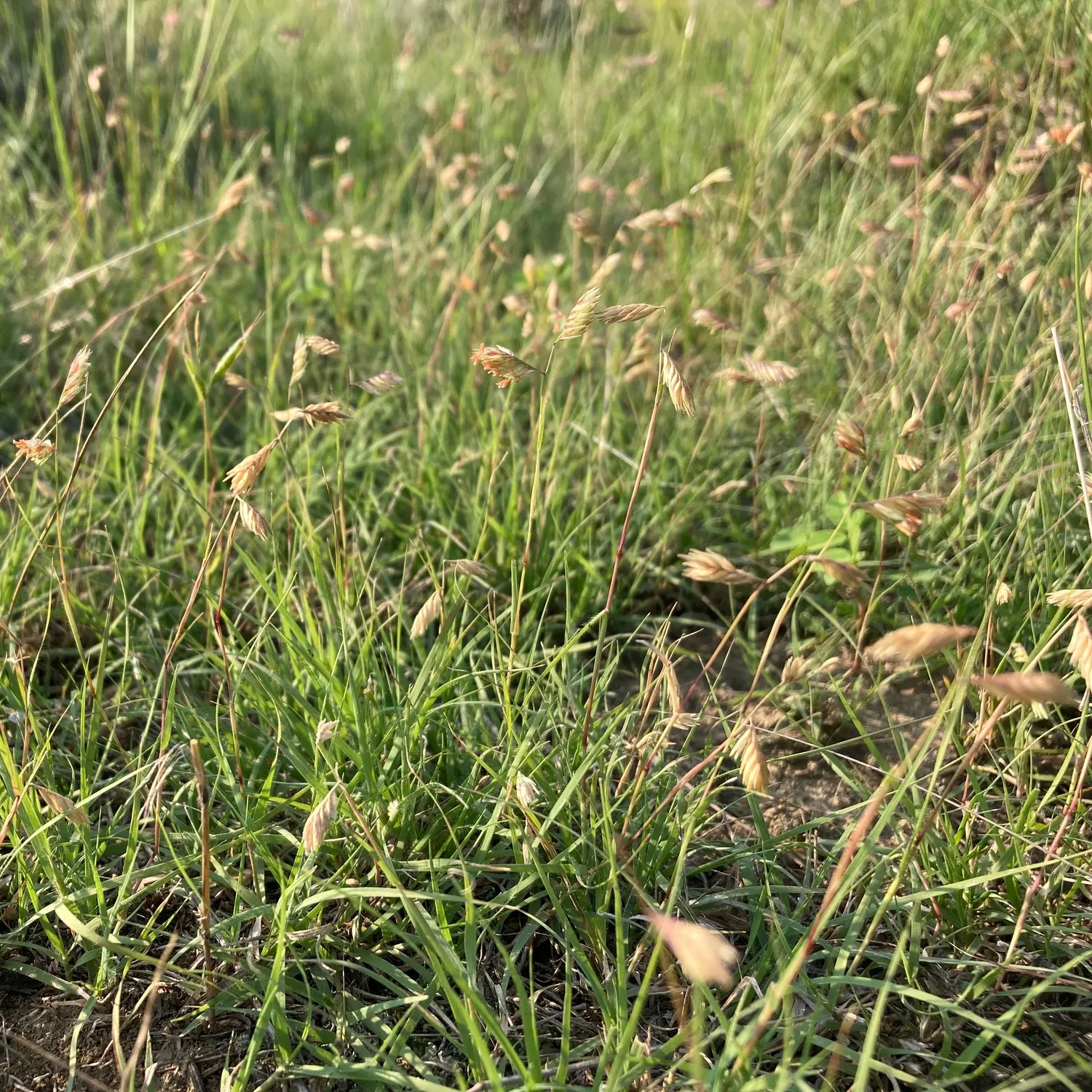 Buffalo Grass (Buchloe Dactyloides) — This warm-season grass is characterized by its fine