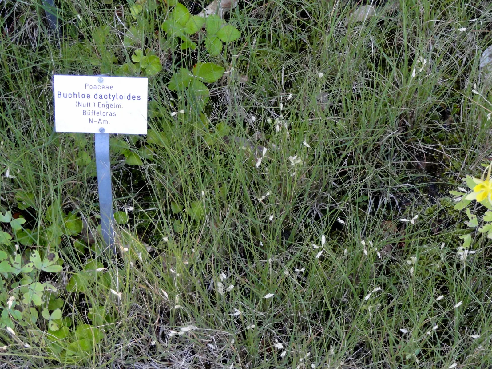 Buffalo Grass (Buchloe Dactyloides) — It spreads through stolons
