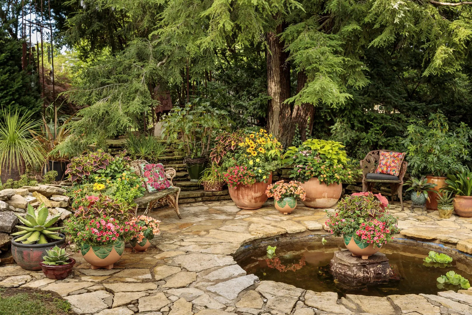 Sonic Bloom® Punch Weigela (Weigela florida) — It matures 30-48 inches tall and up to 48 inches wide