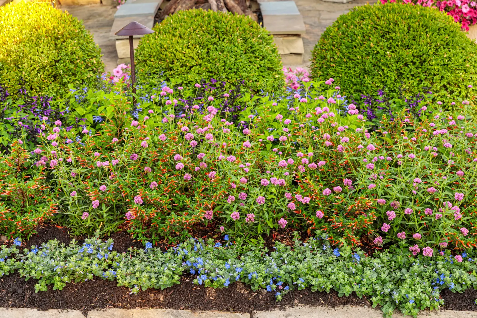 Blue My Mind® XL Dwarf Morning Glory (Evolvulus) — A Proven Winners® selection