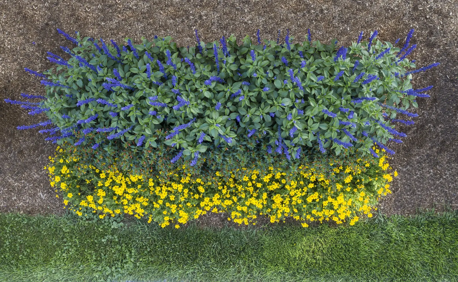 Playin' The Blues® II Salvia (Salvia longispicata x farinacea) — vivid spikes rise above fresh green foliage