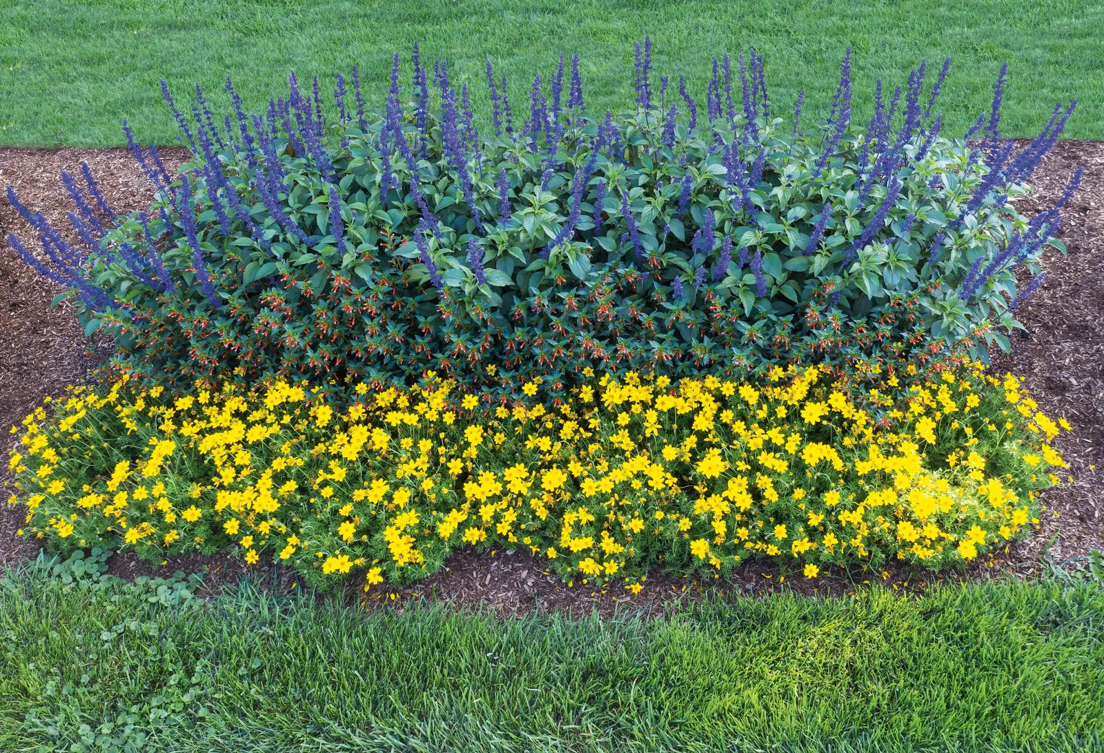 Goldilocks Rocks® II Bidens (Bidens ferulifolia) — weaving among bolder foliage plants or mingling with petunias; it is grown as an annual in most, image 73