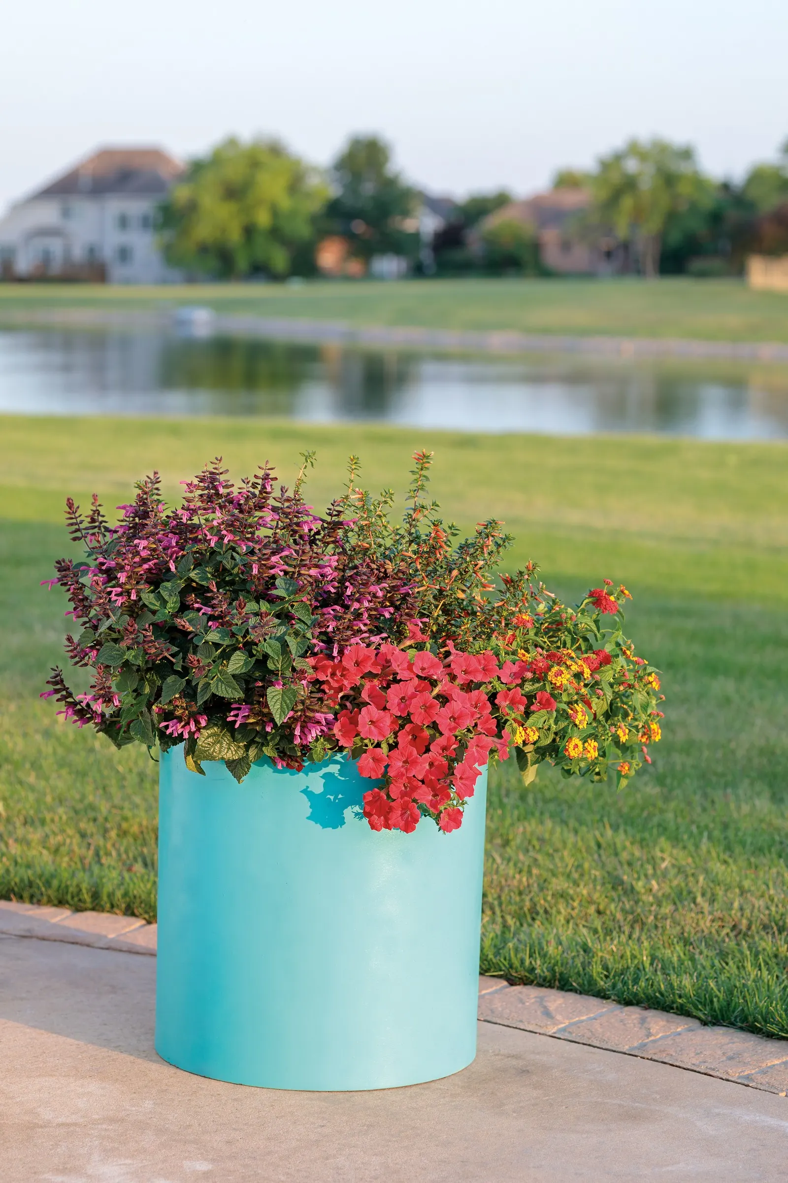 Fuchsia Salvia — almost electric note to warm-season plantings