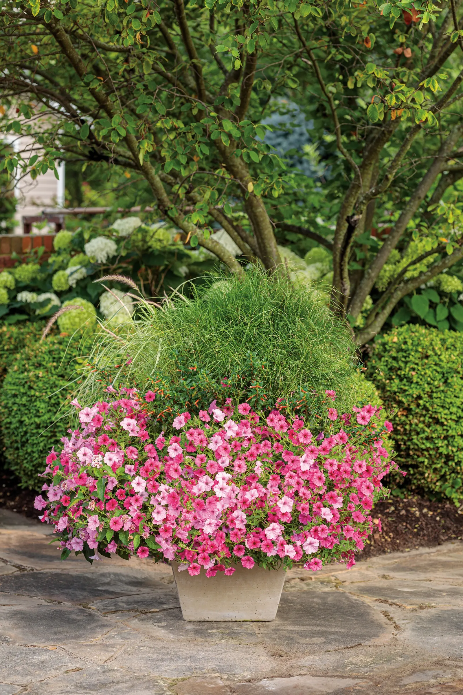 Pinkberry Blend™ Lantana (Lantana camara) — plant Lantana camara in full sun