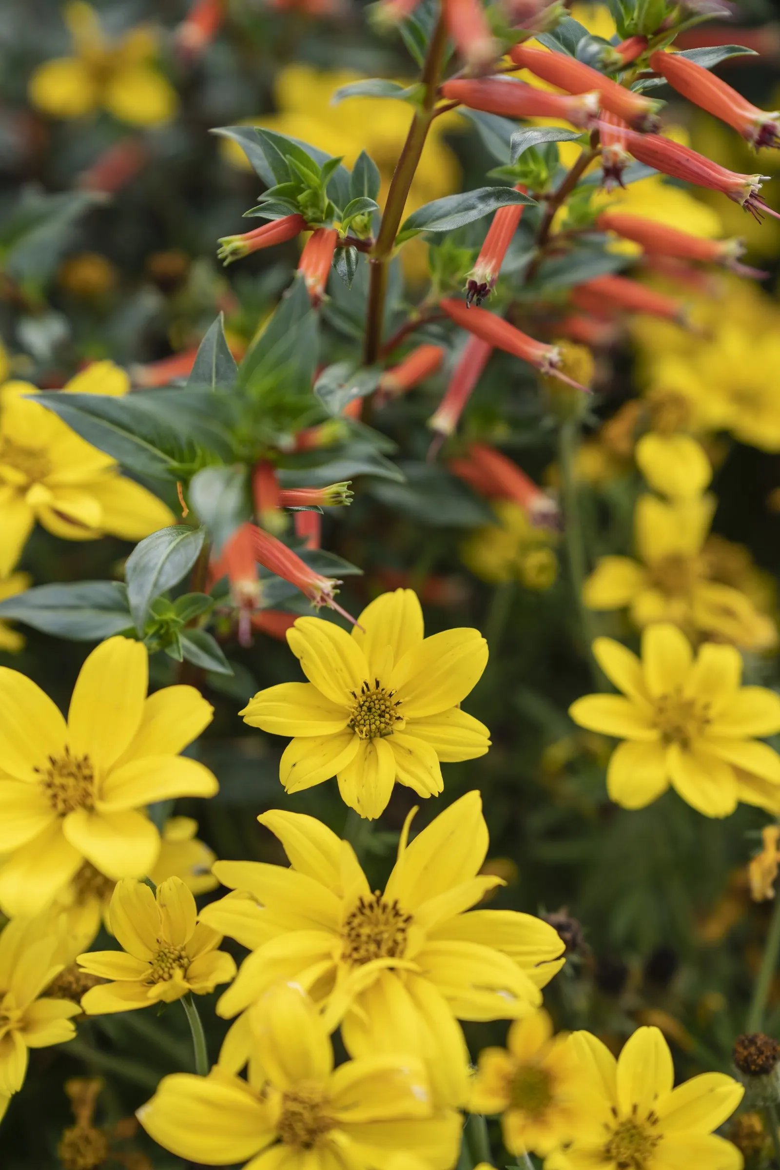 Vermillionaire® Large Firecracker Plant (Cuphea ignea) — It grows 18-28 inches tall and 12-24 inches wide, holding a full shape in beds or containers; commonly