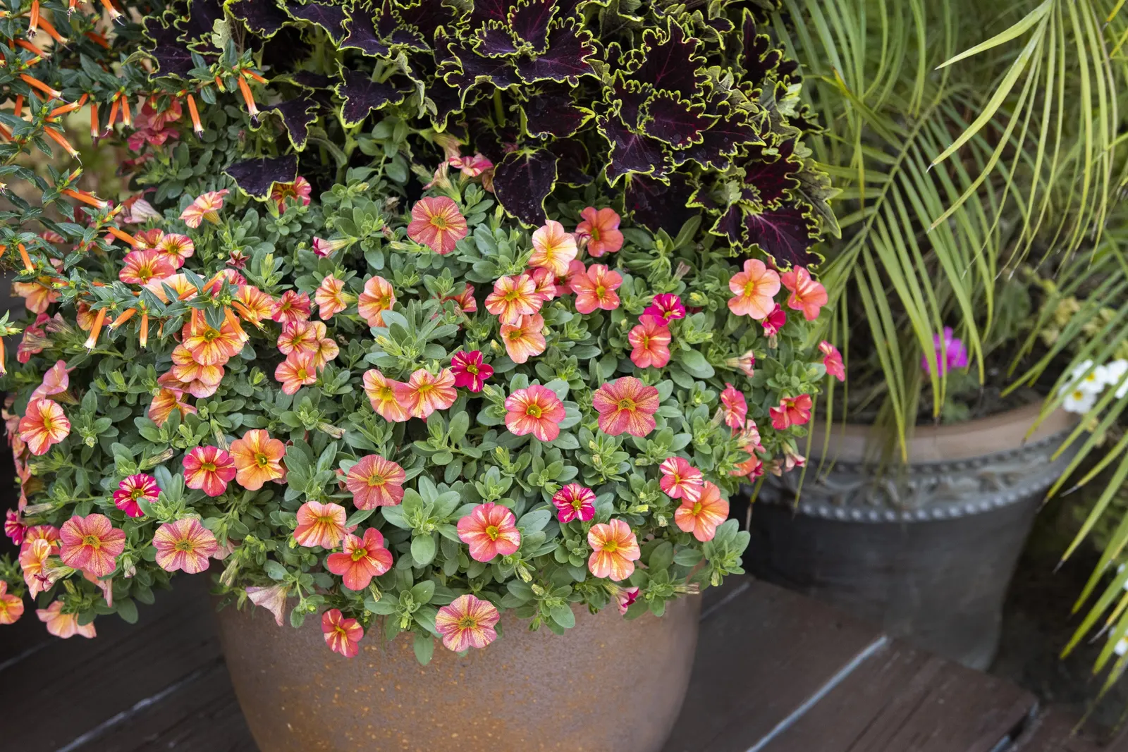 Vermillionaire® Large Firecracker Plant (Cuphea ignea) — giving the plant a lively; part of the Proven Winners® collection, image 86