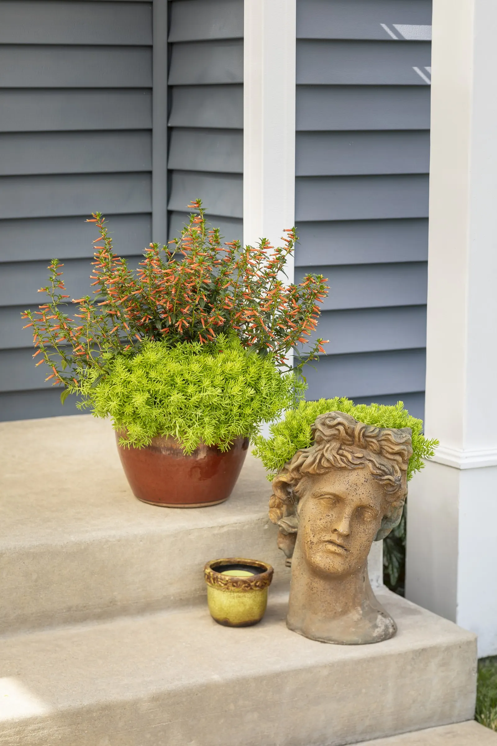 Vermillionaire® Large Firecracker Plant (Cuphea ignea) — is a heat-loving annual with a vivid