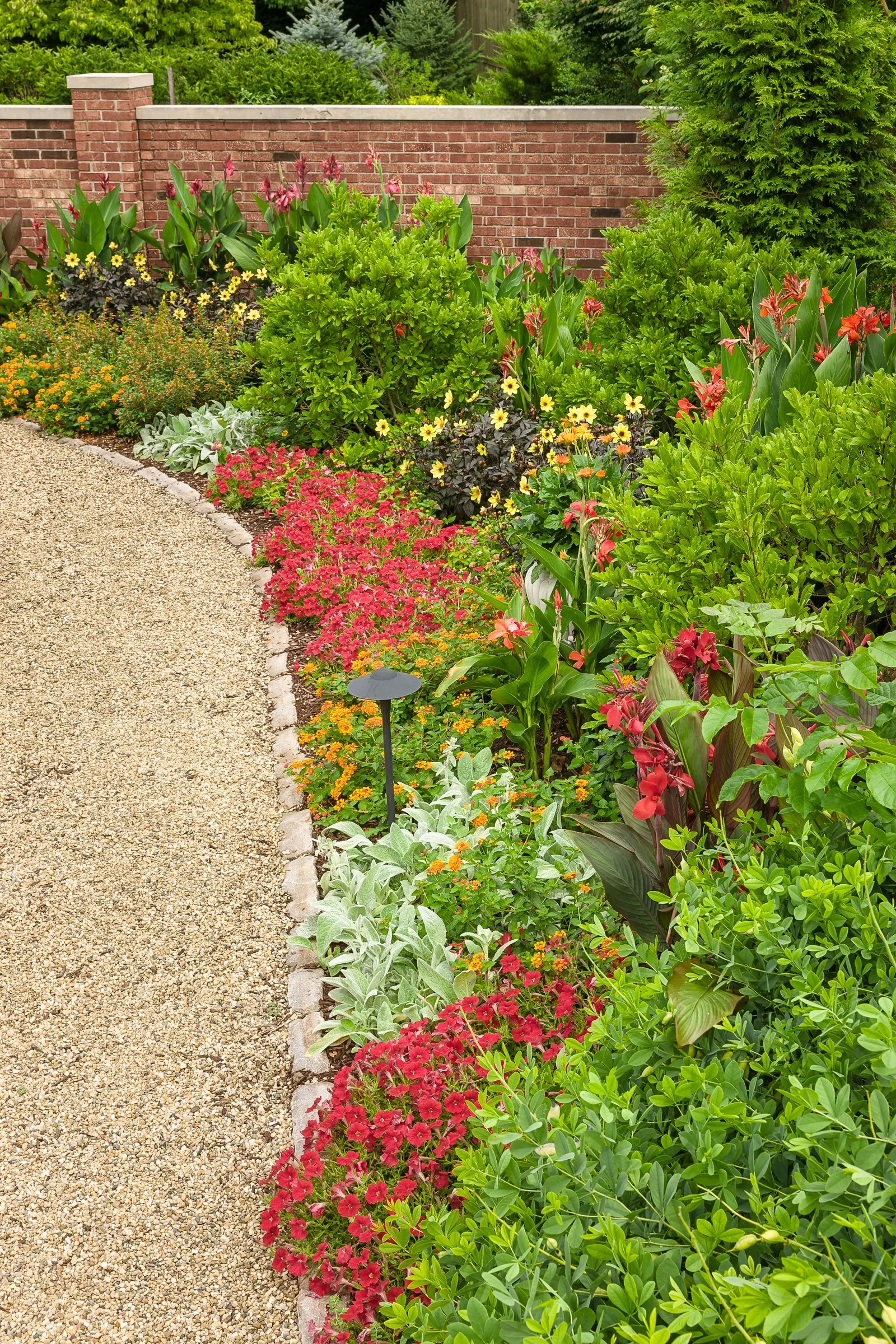 Vermillionaire® Large Firecracker Plant (Cuphea ignea) — polished look through the long heat of the season; gardeners consistently note its remarkable appeal