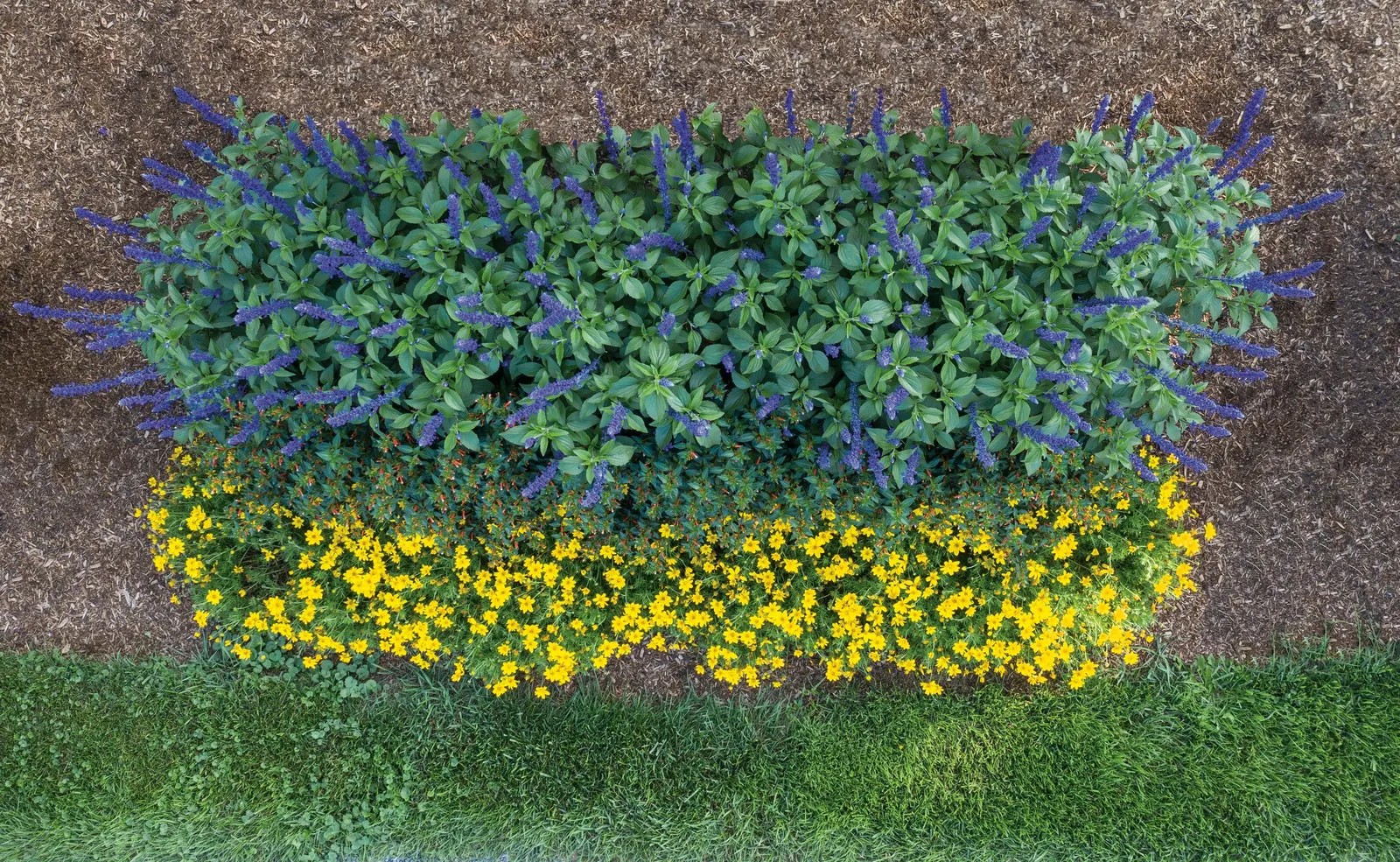 Playin' The Blues® II Salvia (Salvia longispicata x farinacea) — Gardeners often note its magnetic pull for bees