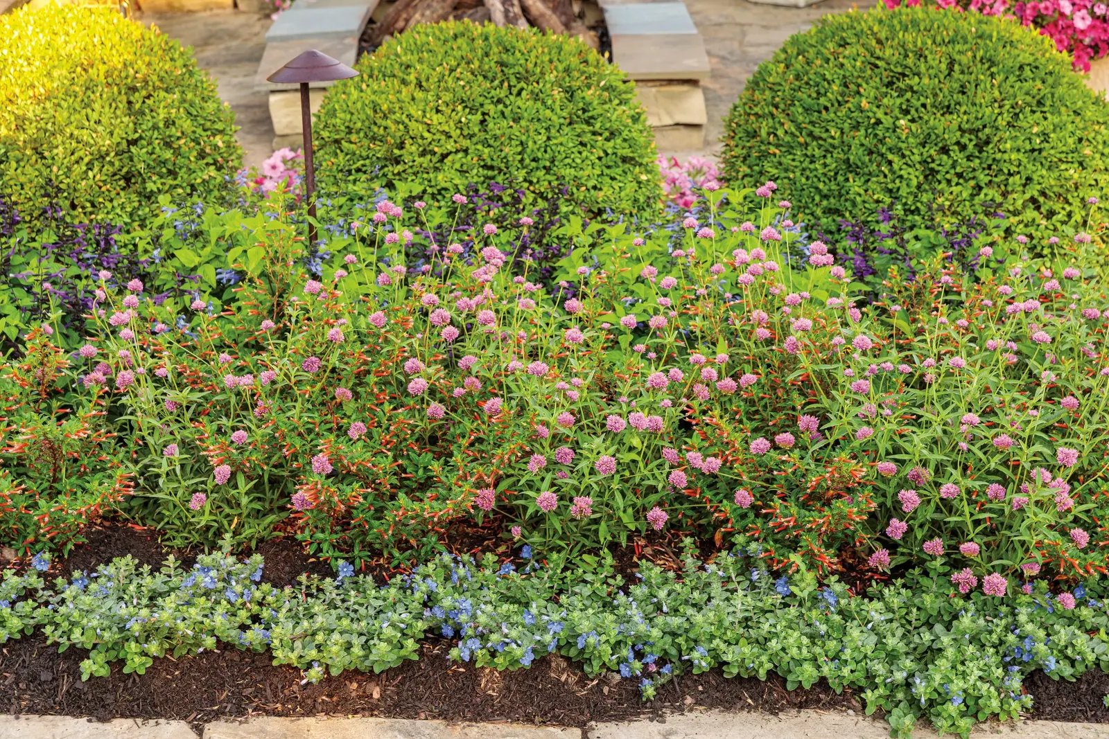 Blue My Mind® XL Dwarf Morning Glory (Evolvulus) — true-blue bloom color that feels fresh