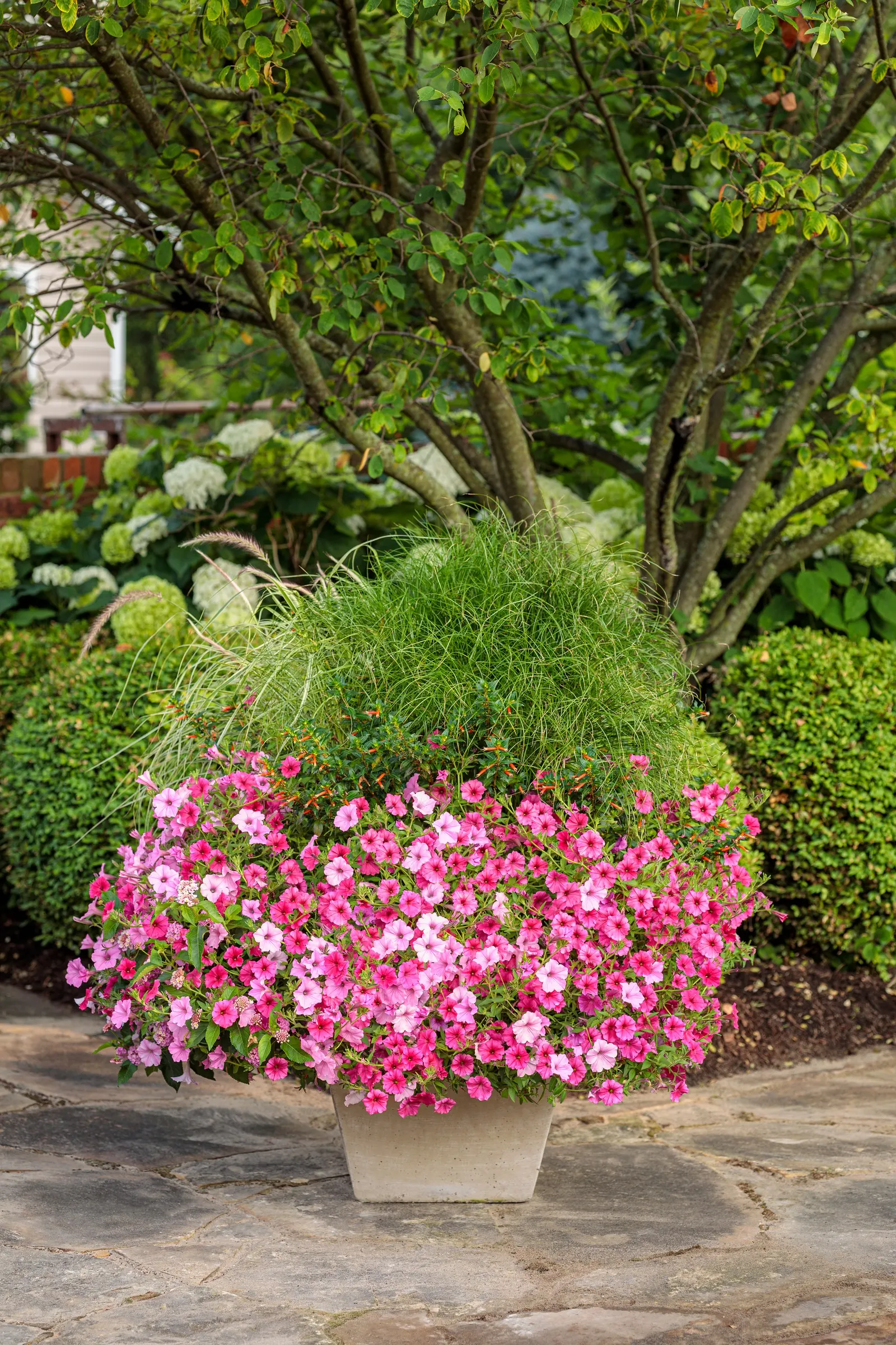 Pinkberry Blend™ Lantana (Lantana camara) — well-drained soils with moderate fertility