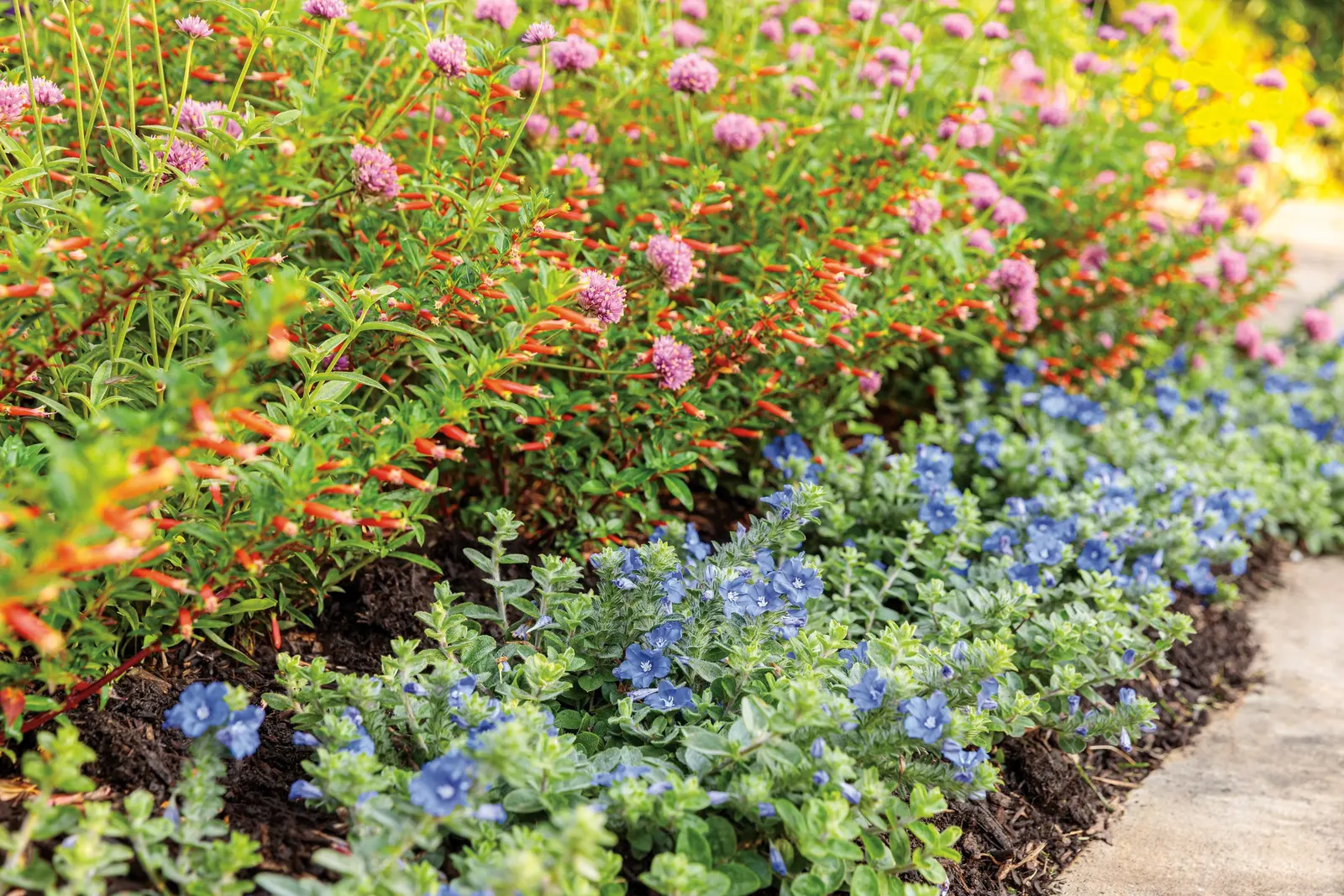 Blue My Mind® XL Dwarf Morning Glory (Evolvulus) — Evolvulus Blue My Mind® XL; deadheading is not needed