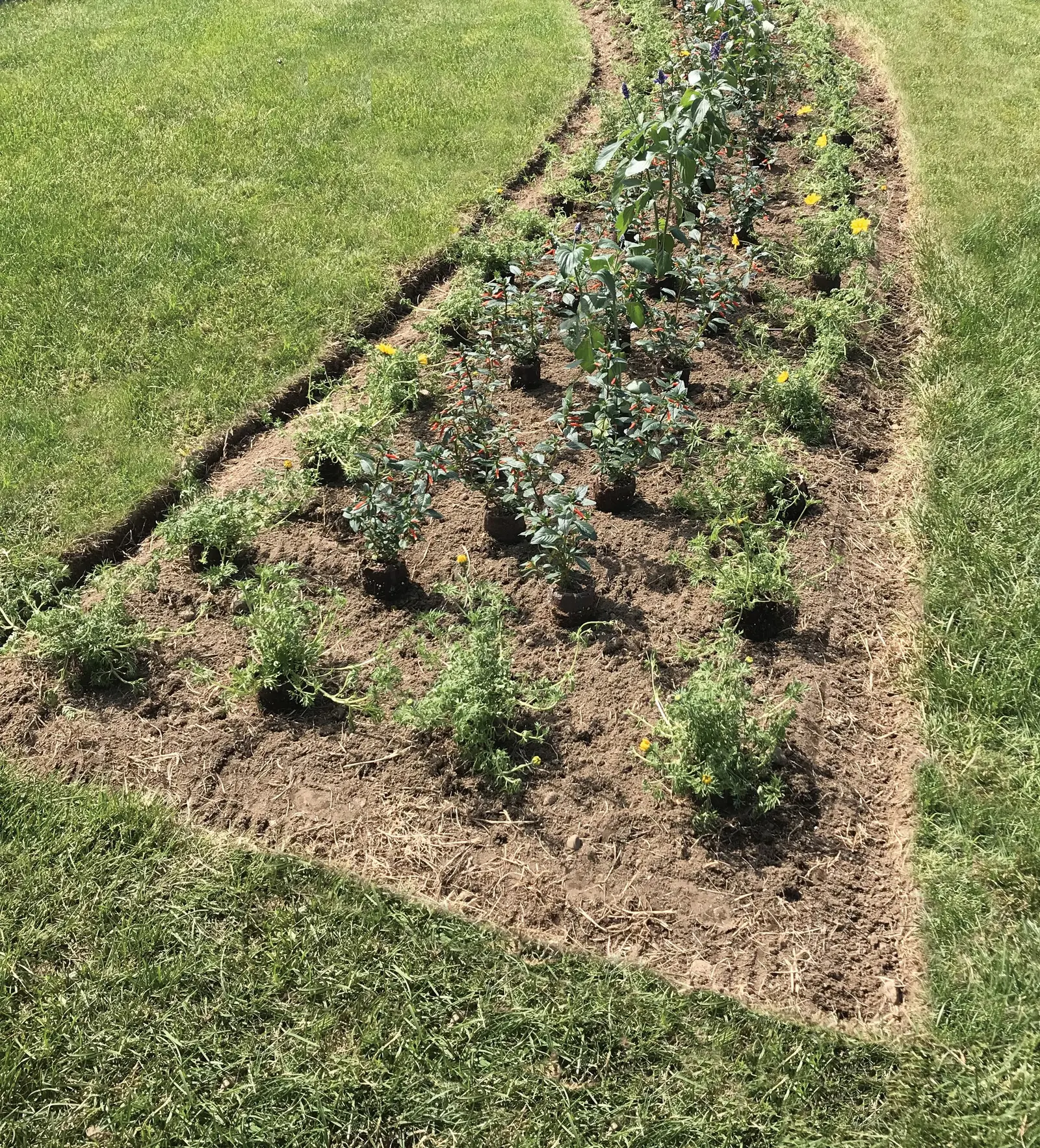 Goldilocks Rocks® II Bidens (Bidens ferulifolia) — and seasonal mixed displays; give it full sun, average well-drained soil, and moderate water; it, image 75