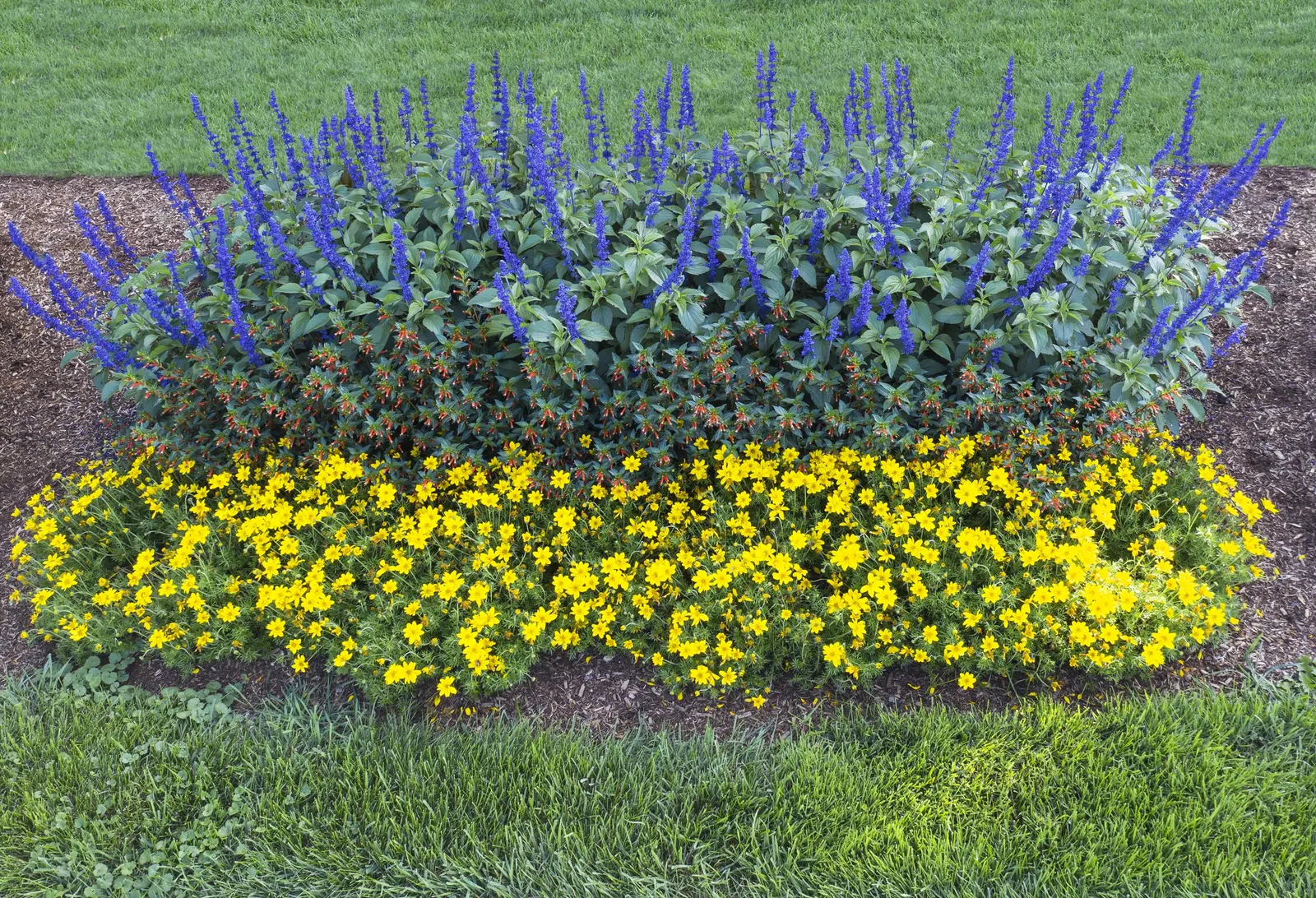 Goldilocks Rocks® II Bidens (Bidens ferulifolia) — flower-filled habit is especially useful for softening pot rims; the flowers are notably large, image 102
