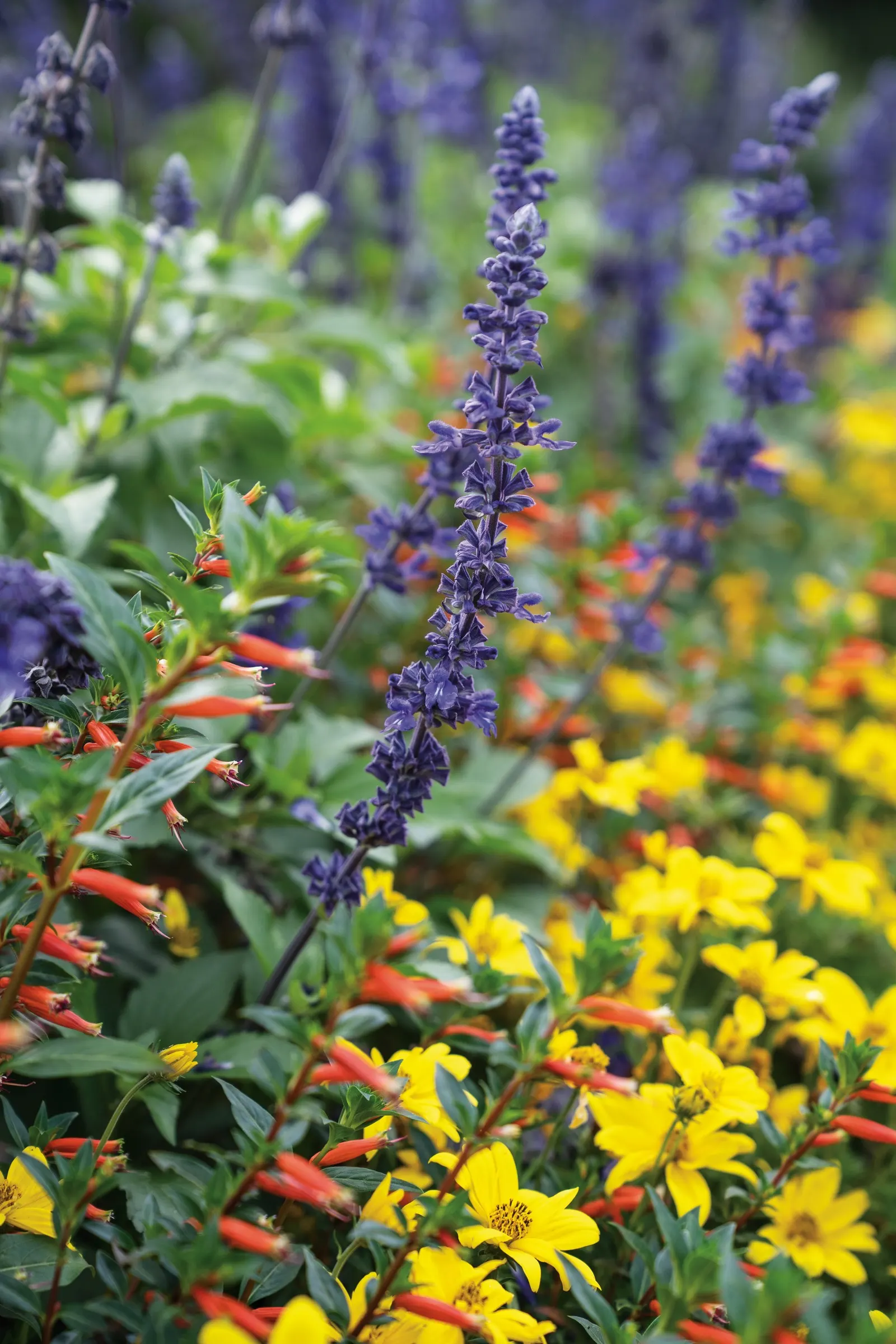 Playin' The Blues® II Salvia (Salvia longispicata x farinacea) — this salvia is a natural thriller for large containers