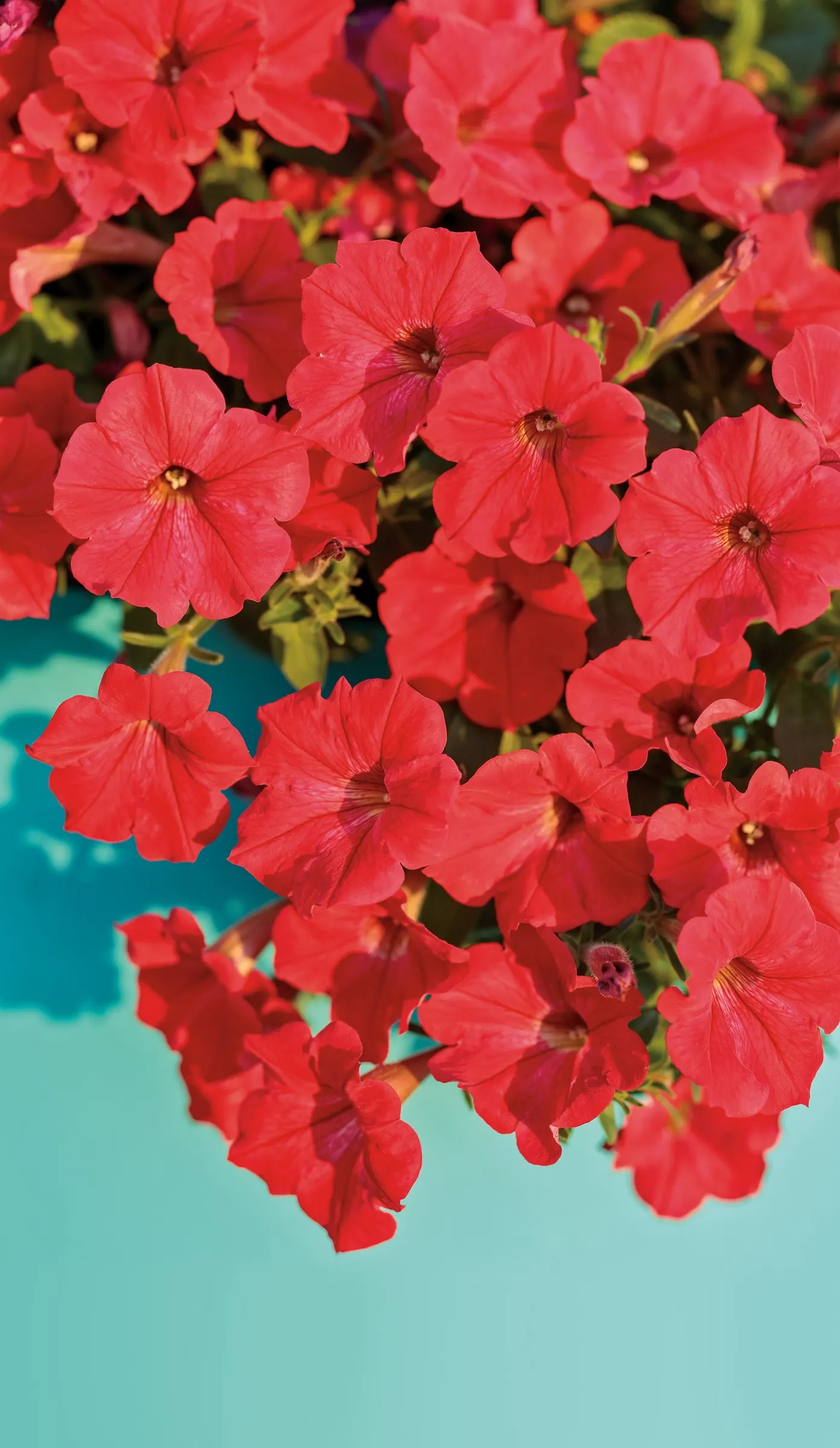Really Red II Petunia — The red is notably true and confident rather than muddy