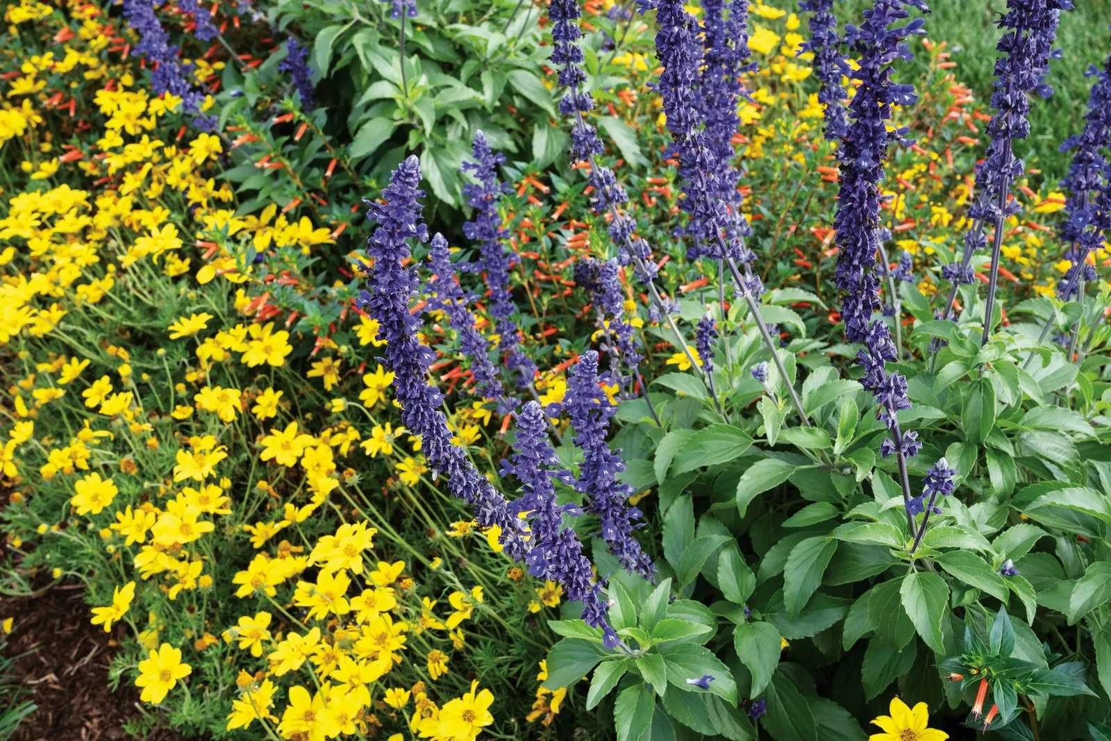 Playin' The Blues® II Salvia (Salvia longispicata x farinacea) — It is refreshingly easy to maintain and does not require deadheading