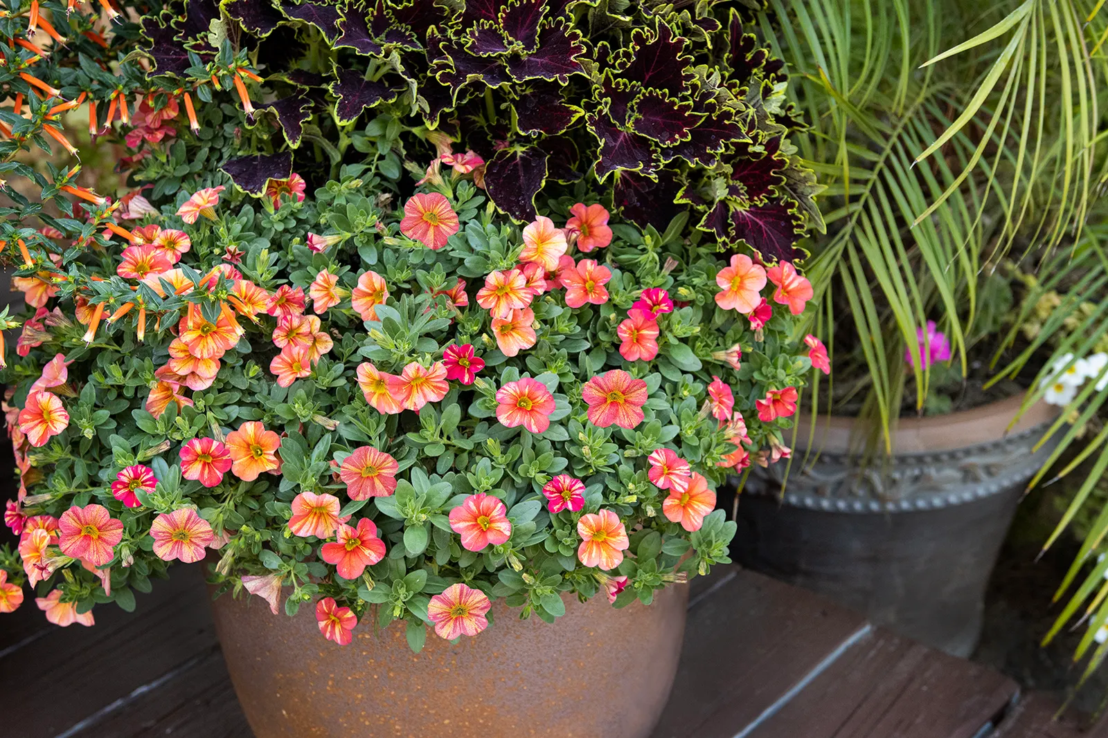 Vermillionaire® Large Firecracker Plant (Cuphea ignea) — it produces a steady rush of slender; vermillionaire® typically matures to 18 to 28 inches, image 82