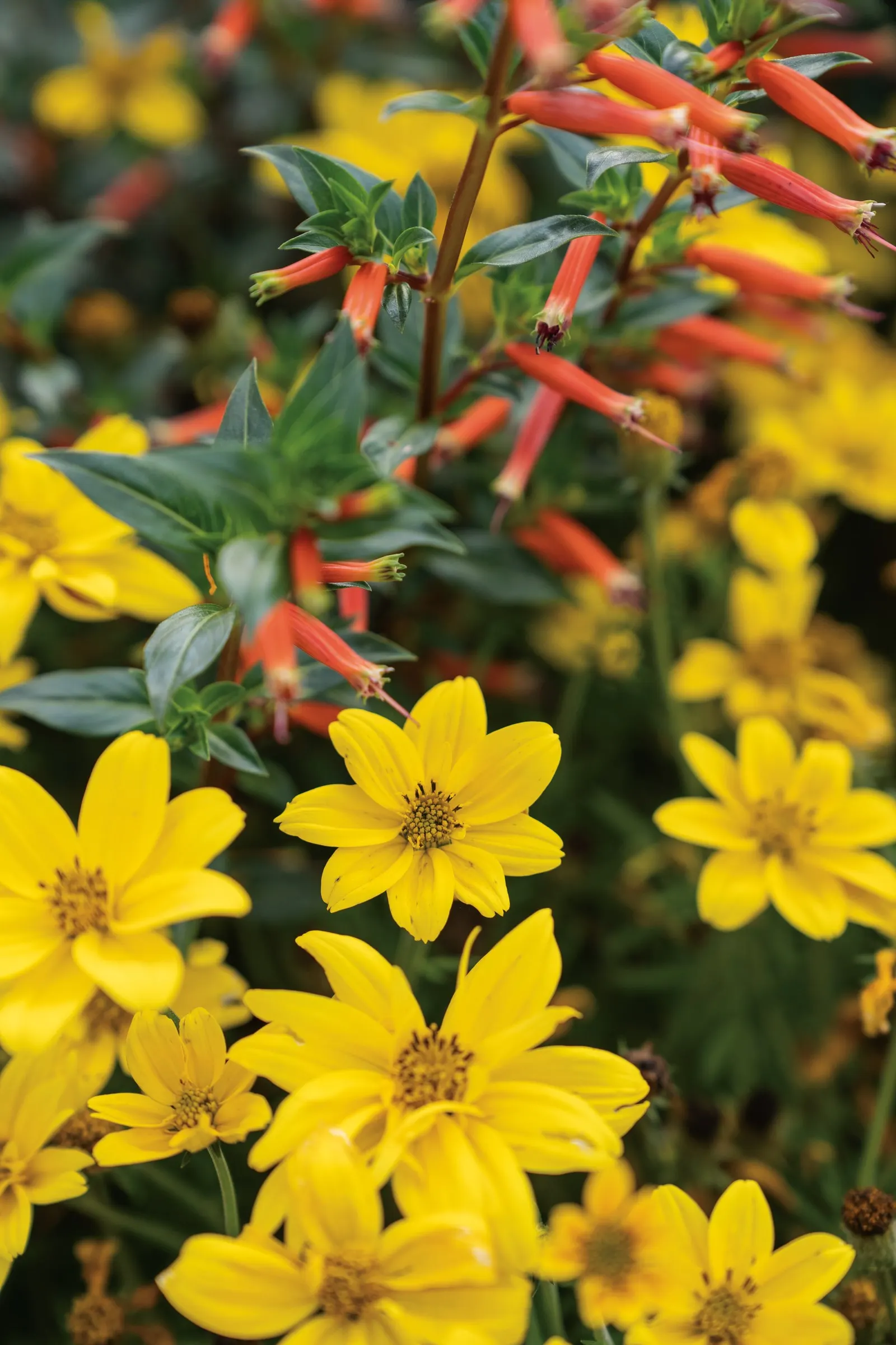 Vermillionaire® Large Firecracker Plant (Cuphea ignea) — and mixed summer containers
