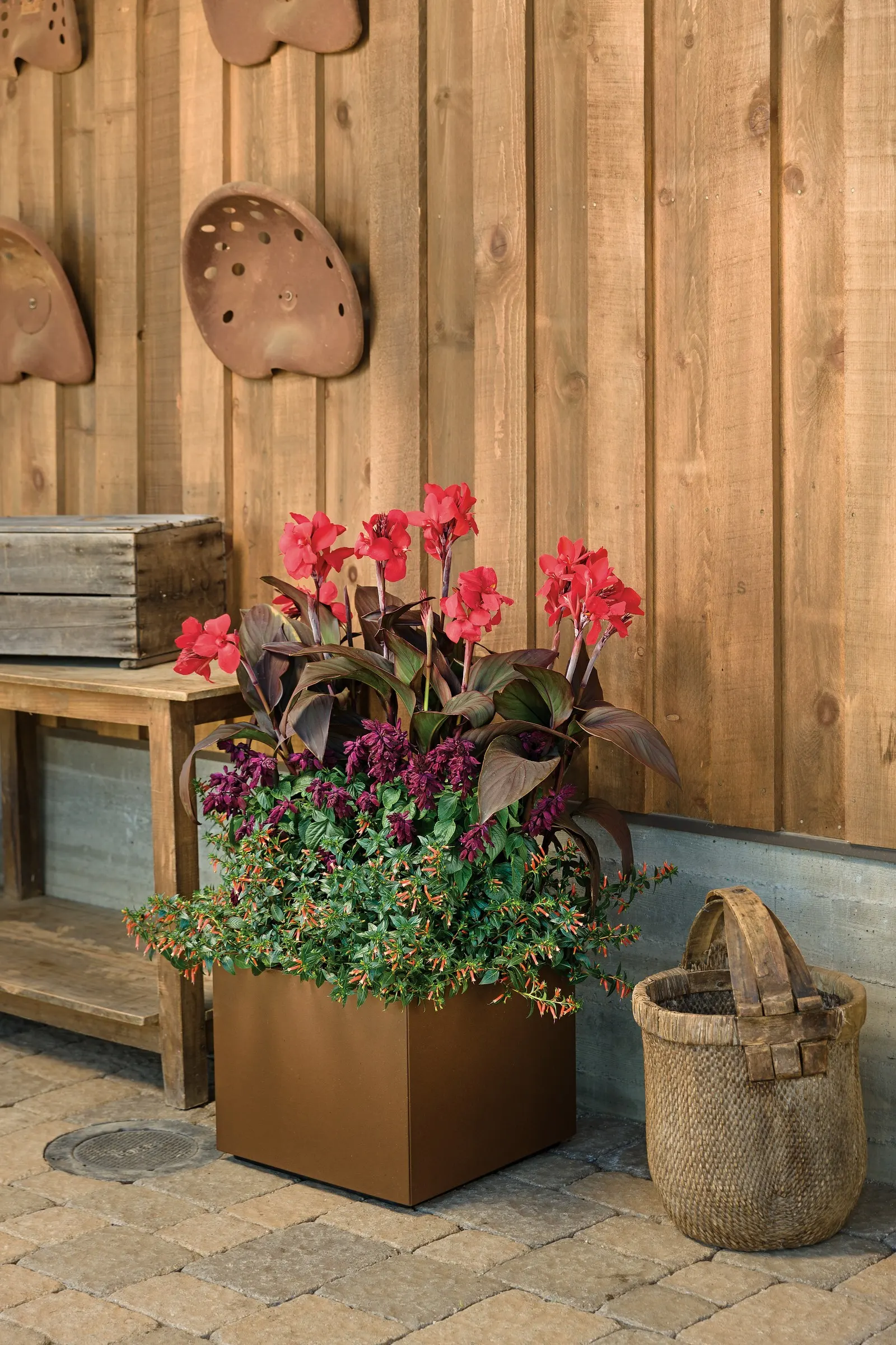 Coral Canna Lily (Canna generalis) — Grow in part sun to full sun