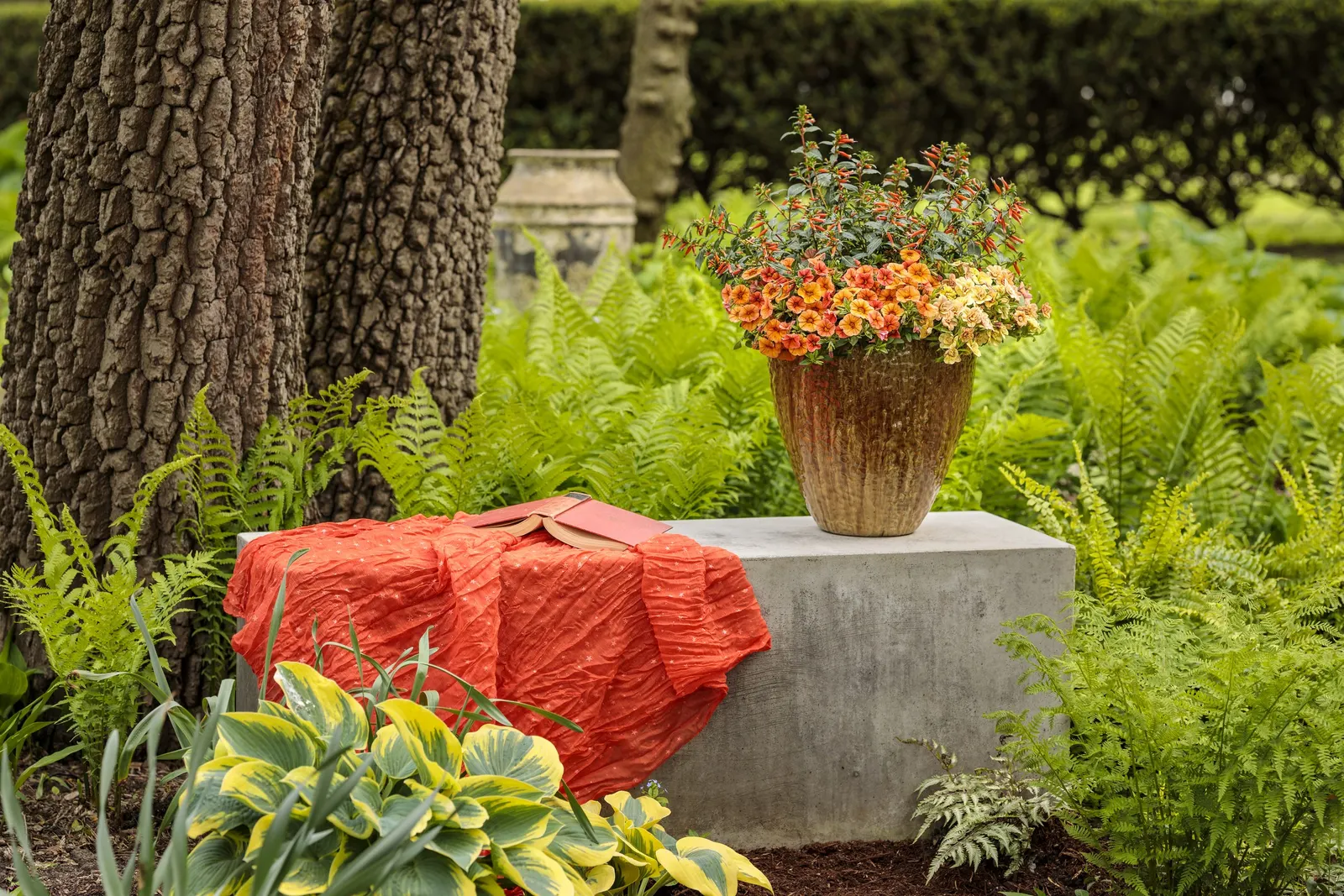 Double Amber Double Calibrachoa — It grows 6-12 inches tall and spreads 12-24 inches, spilling softly from pots