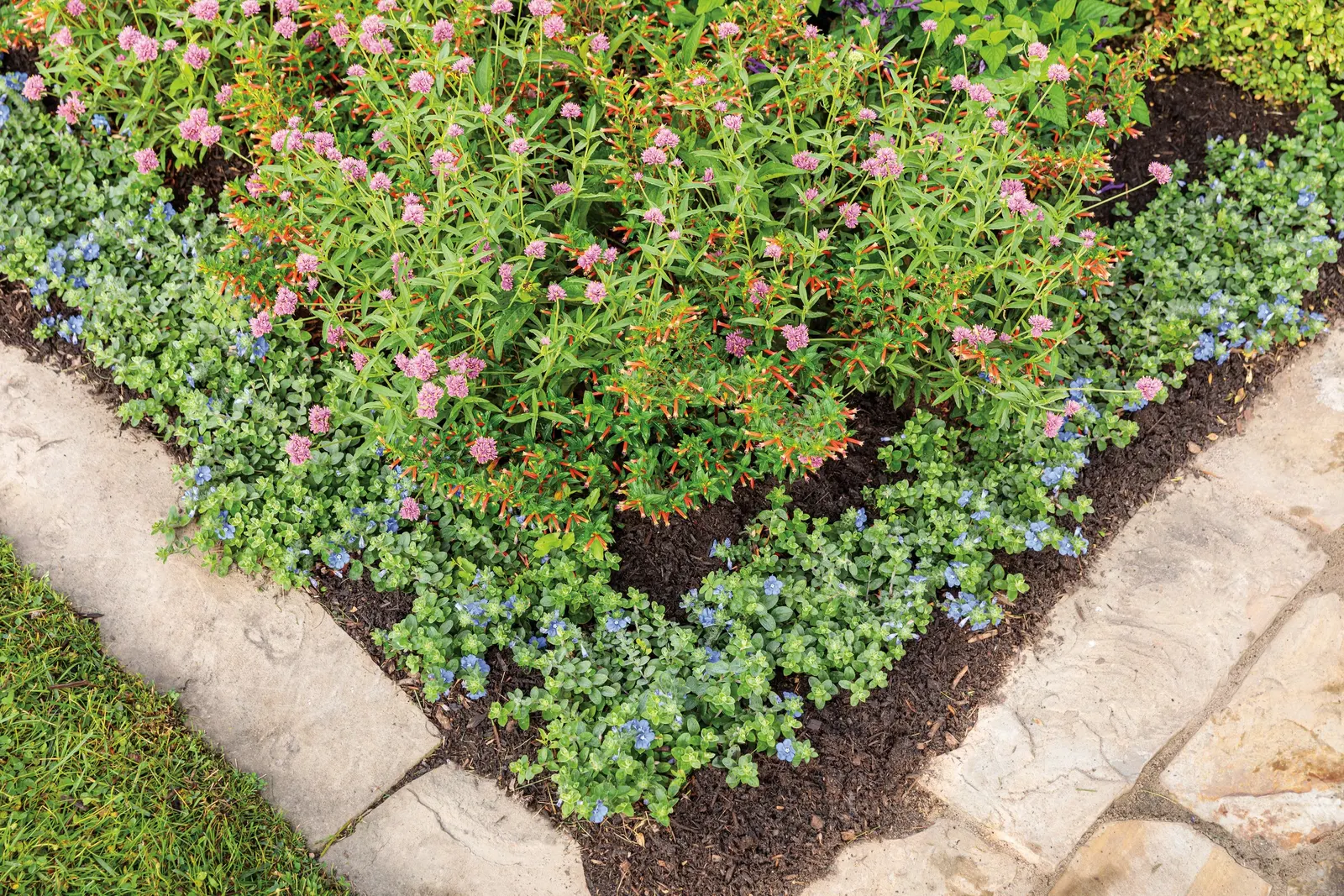 Blue My Mind® XL Dwarf Morning Glory (Evolvulus) — creating a cool-toned contrast that reads beautifully against stone